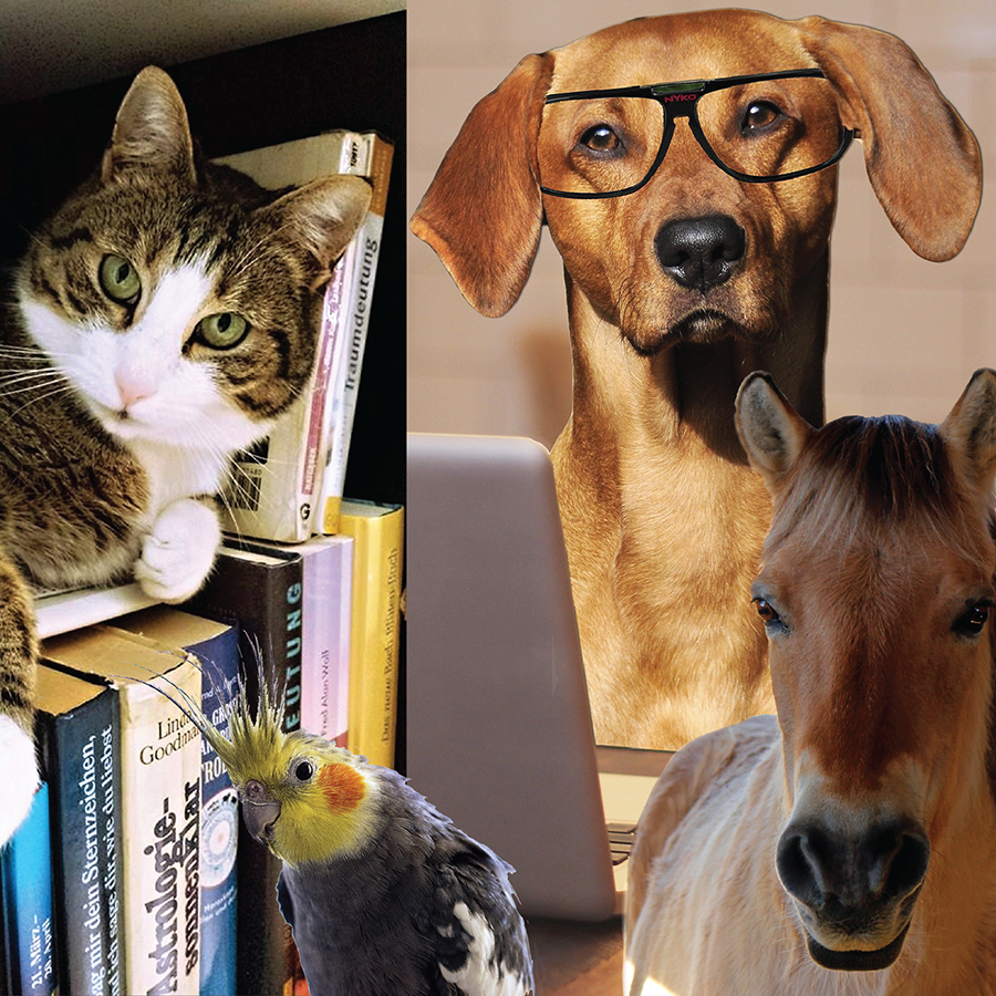 Chiron Product Icon New Animal Grad.png