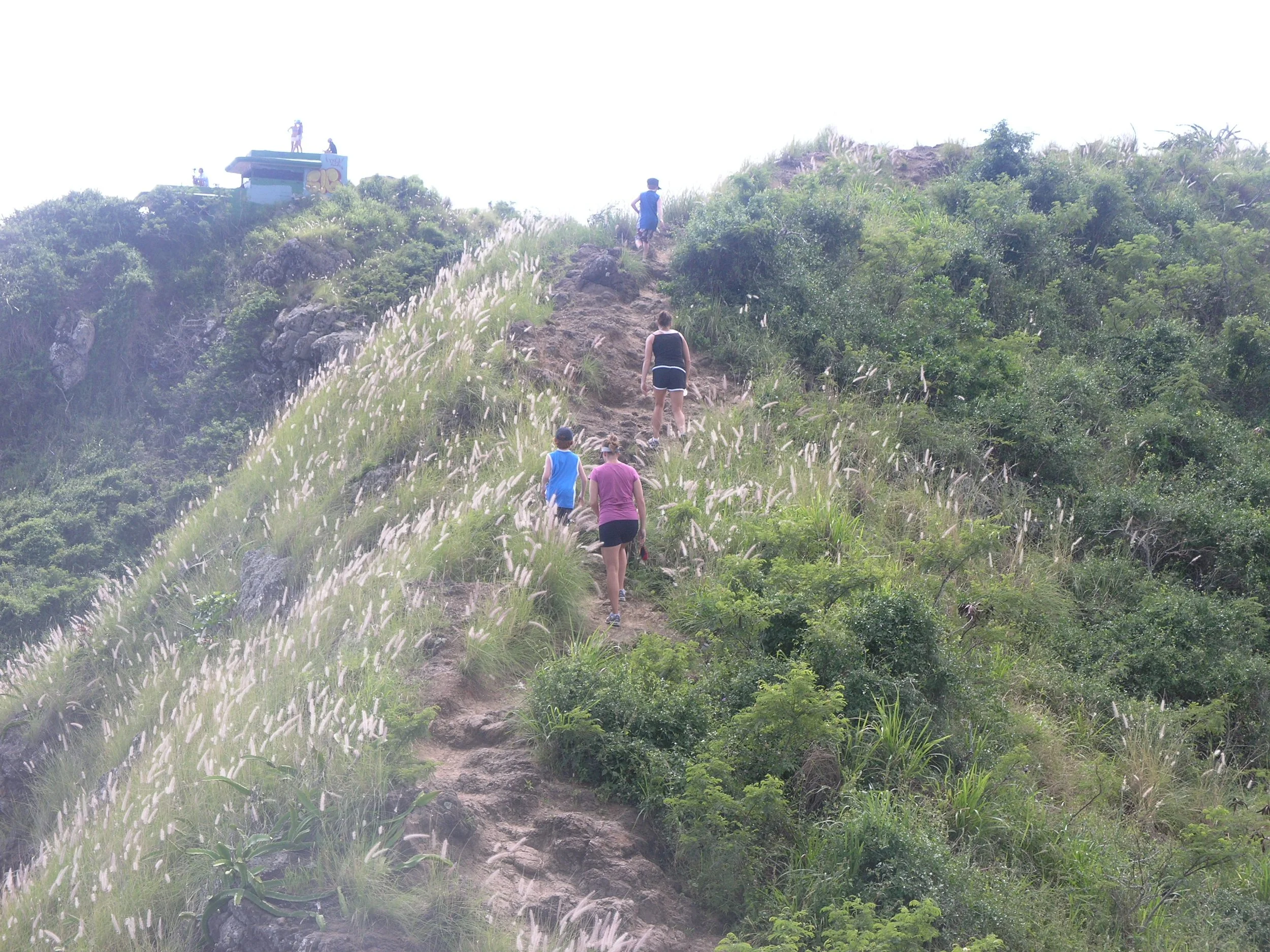 People hiking up a rugged dirt trail on a green hillside with white flowering plants, with a small structure and more people visible at the top.