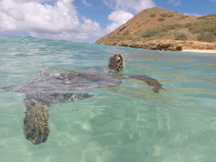 Green sea turtle