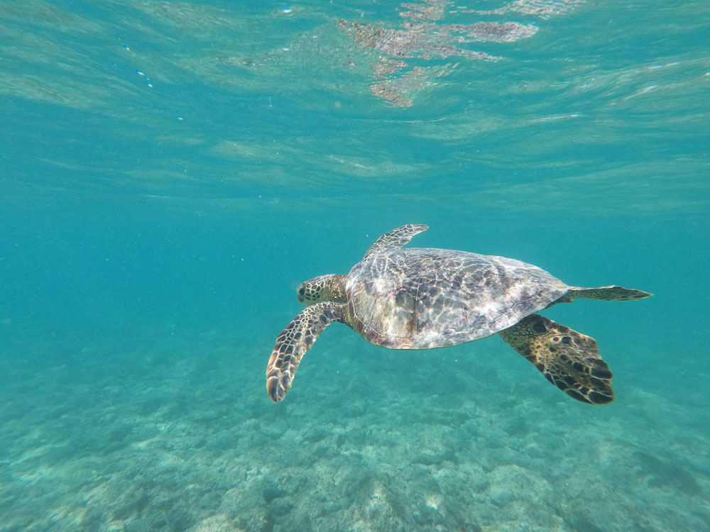 Turtle.jpg