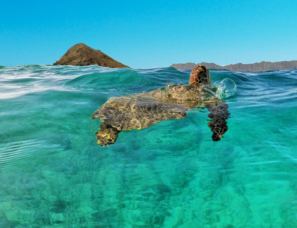 Kailua Sea Turtle (Copy)