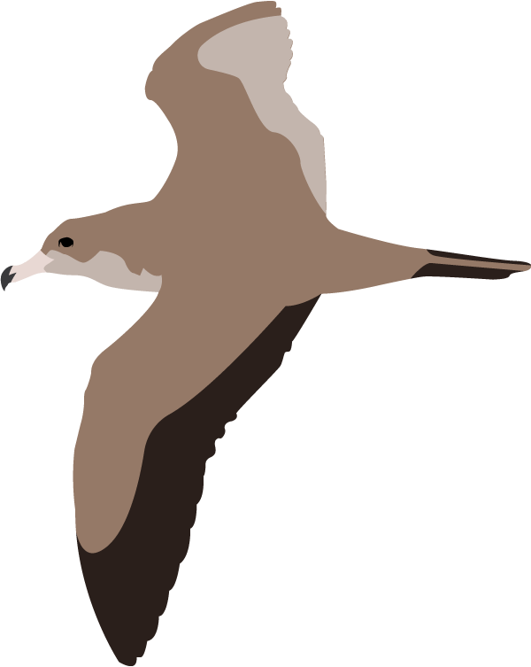 wedge-tailed-shearwater.png
