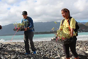Replanting Native Plants on the Mokulua Islands