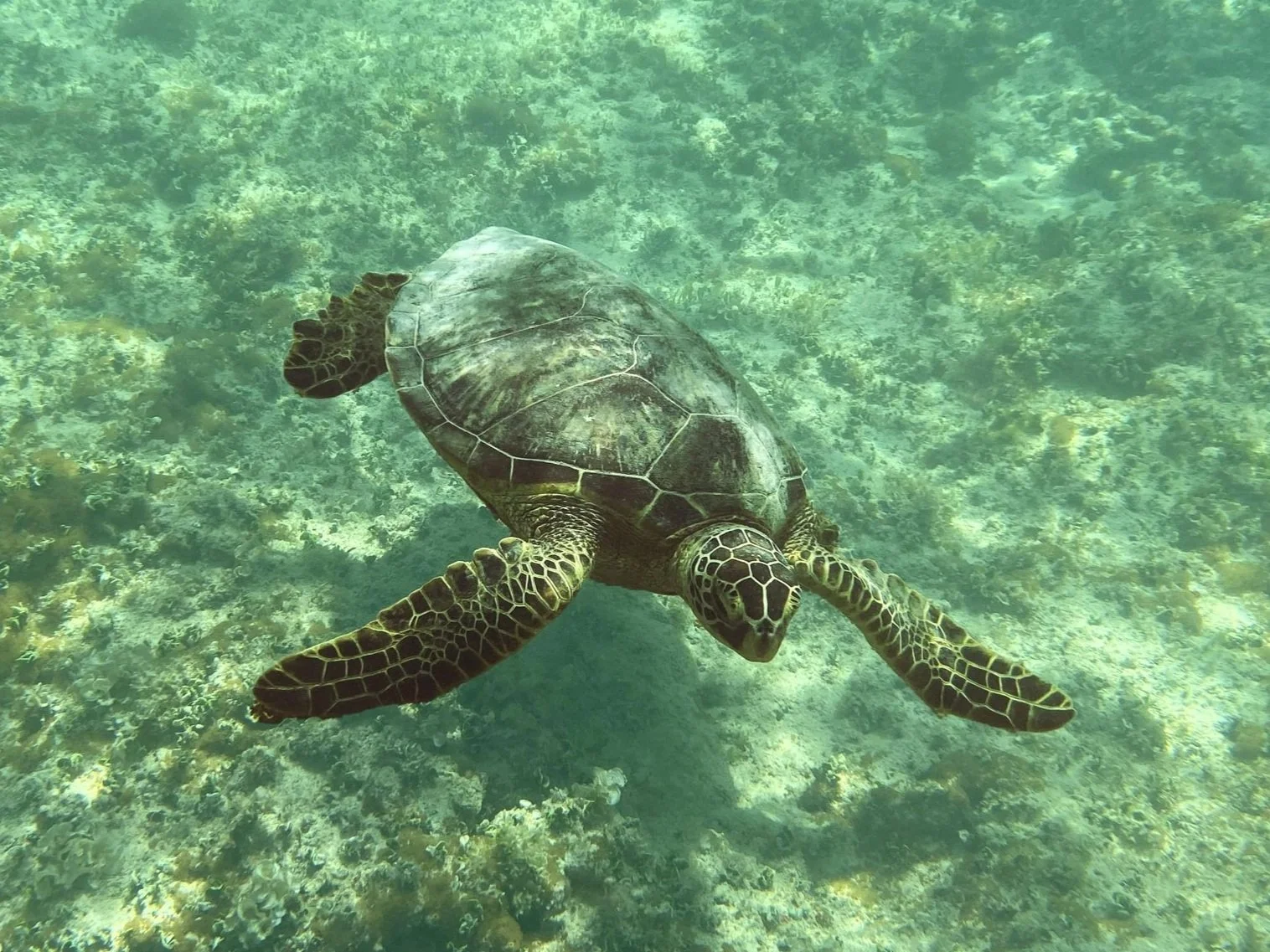Sea turtle swimming underwater over coral reef