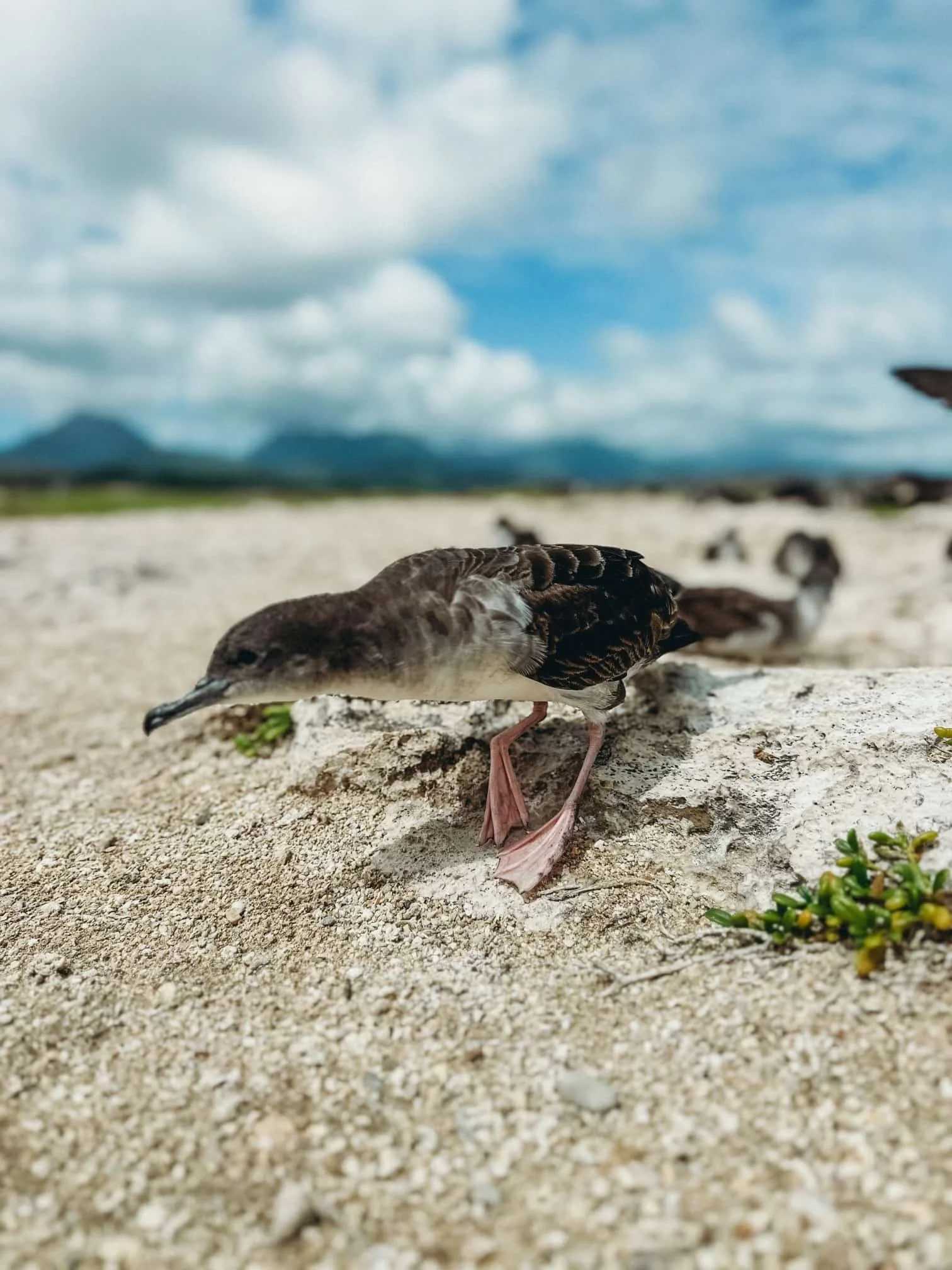 wedge tailed shearwater.jpeg
