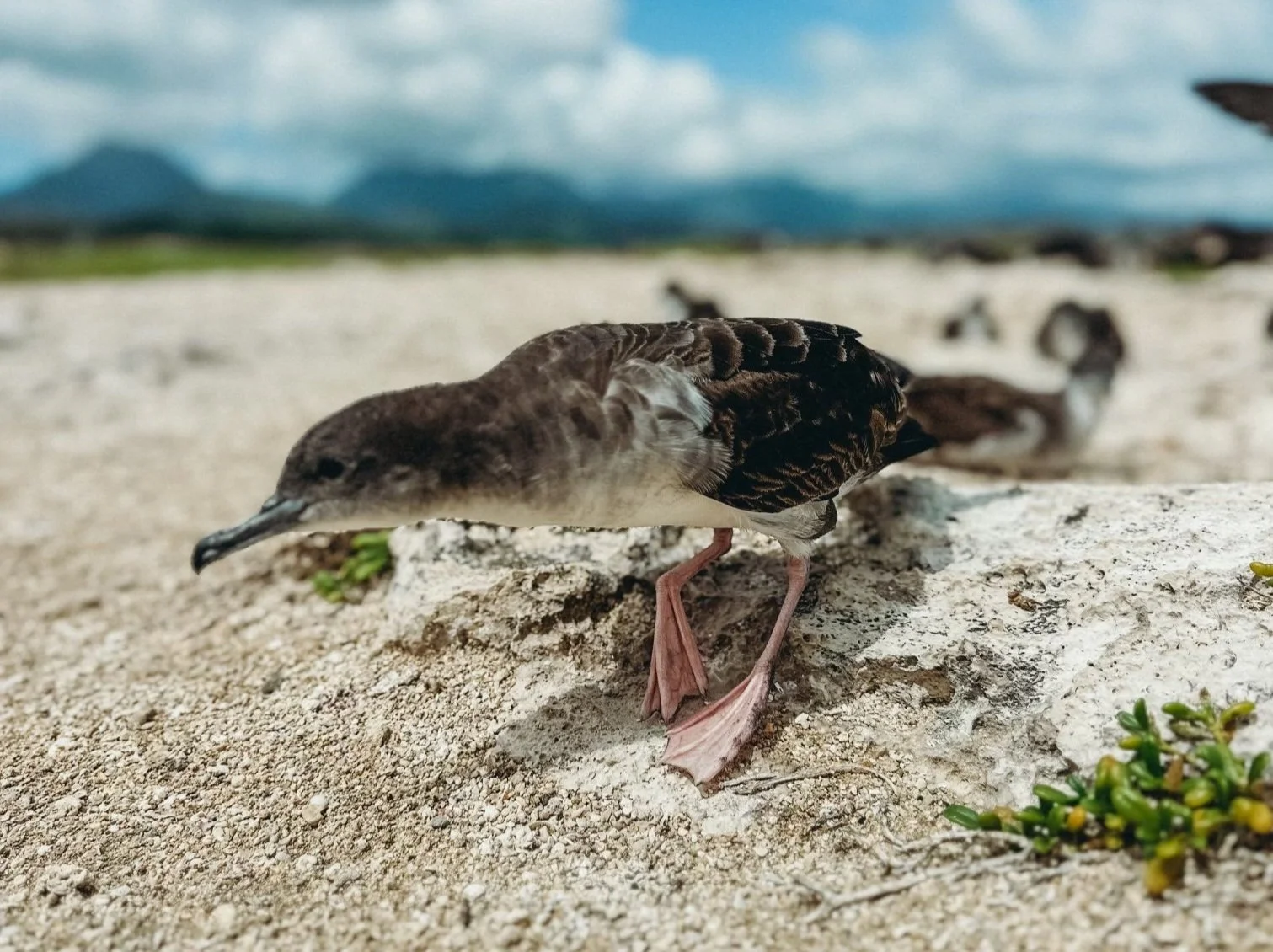 wedge tailed shearwater.jpg