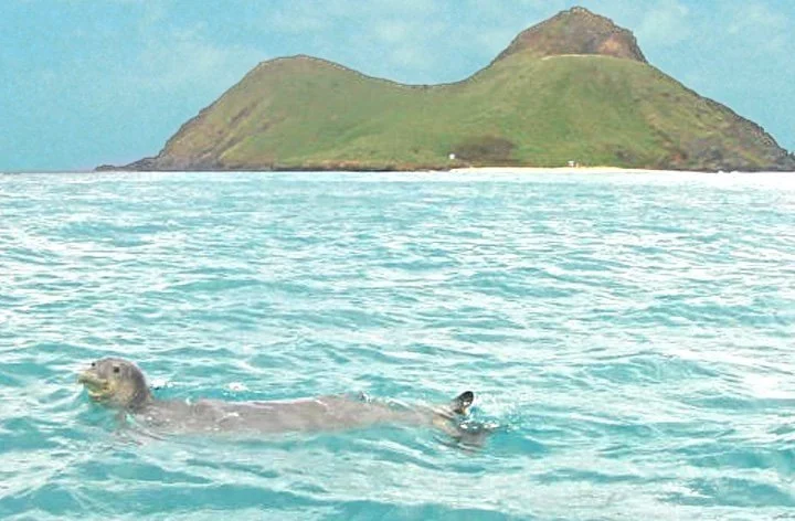 monk seal.jpg