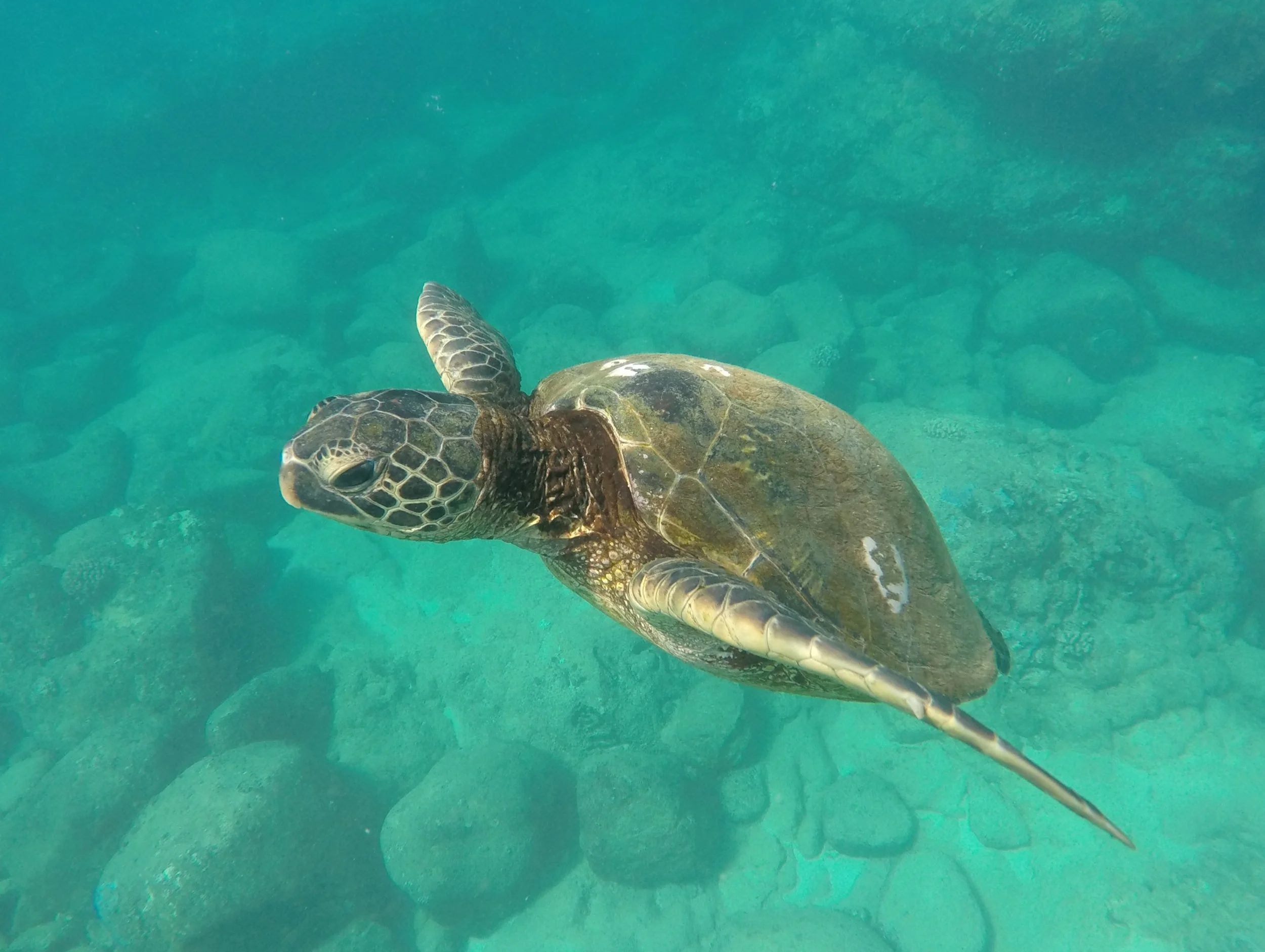 Turtle.JPG