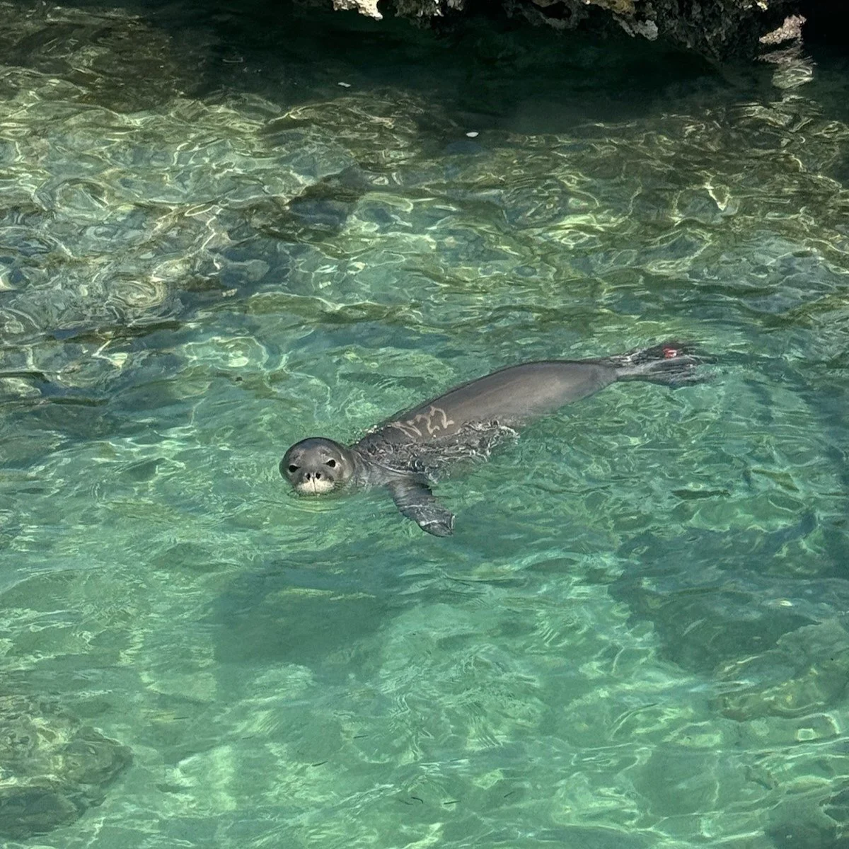 Monkseal2.jpg