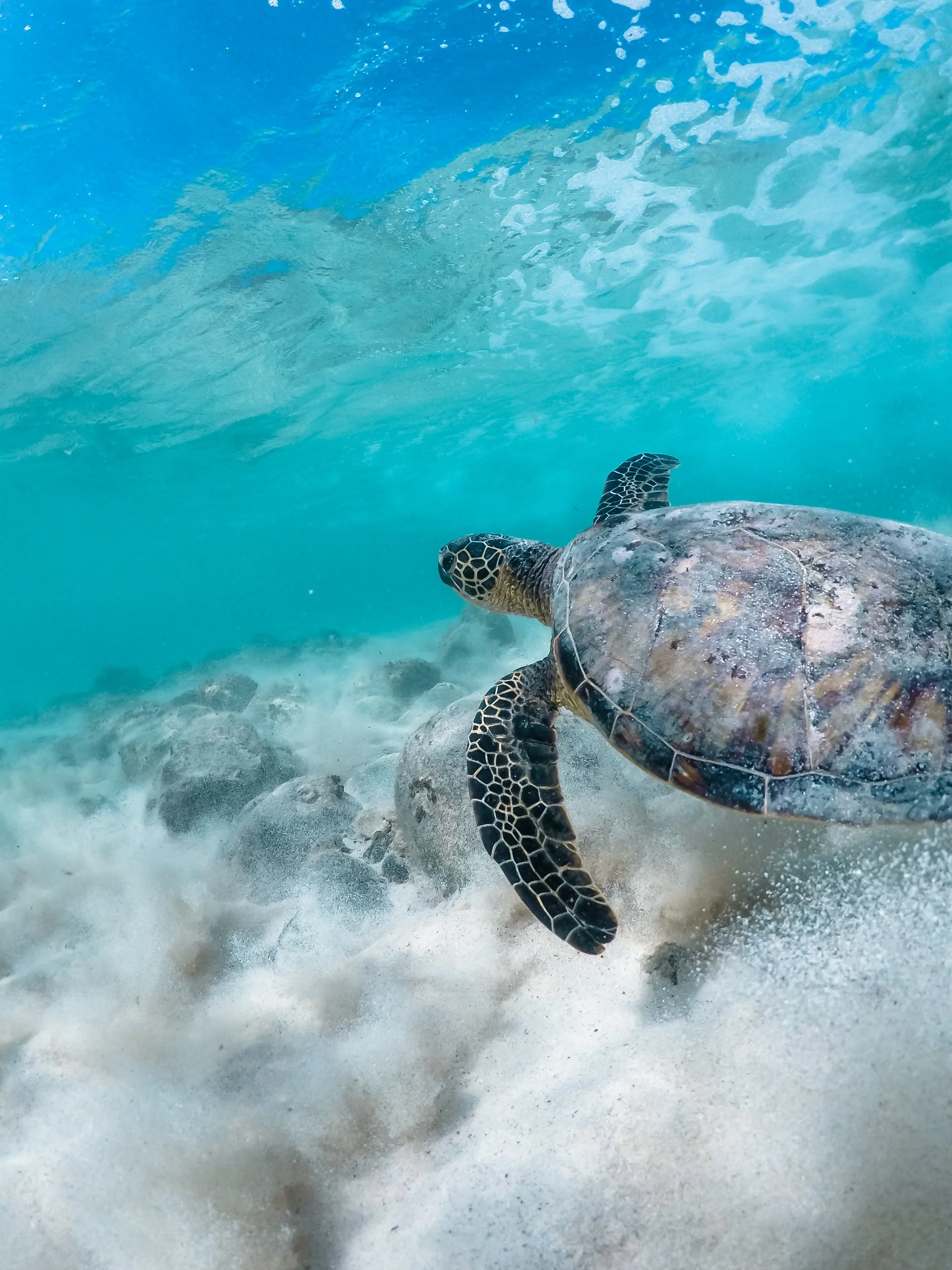 A sea turtle swimming in clear ocean water near a sandy and rocky ocean floor.