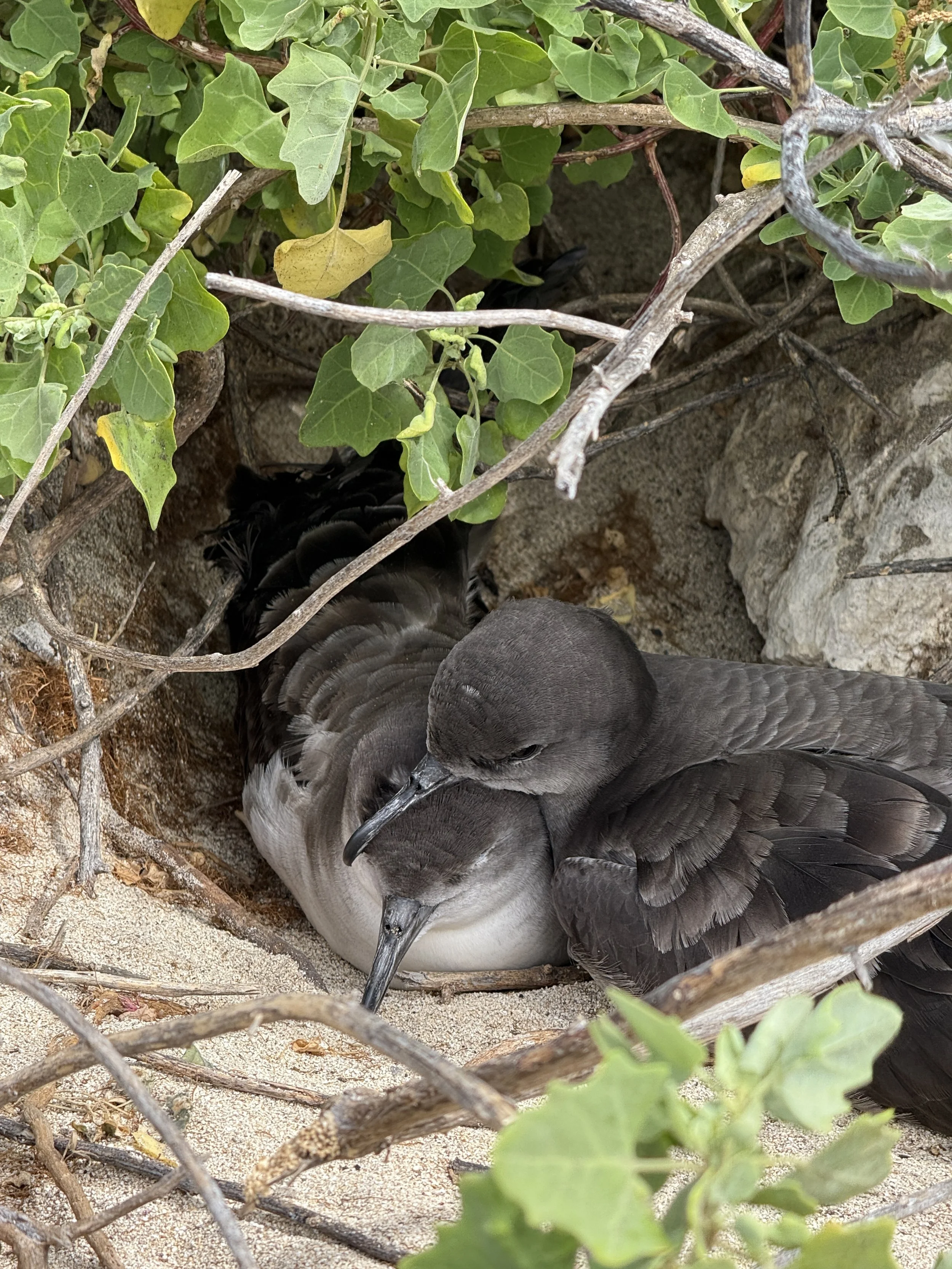 Two dark gray or black seabirds, possibly shearwaters, nesting on sandy ground among green leaves and vines, with one bird resting its head on the other's back.