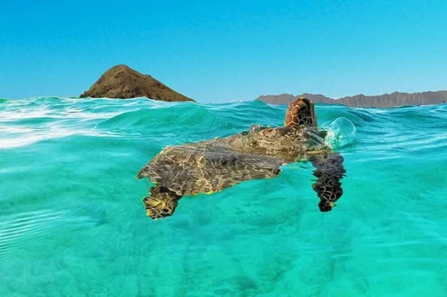 Kayak to Turtle Grounds in Lanikai