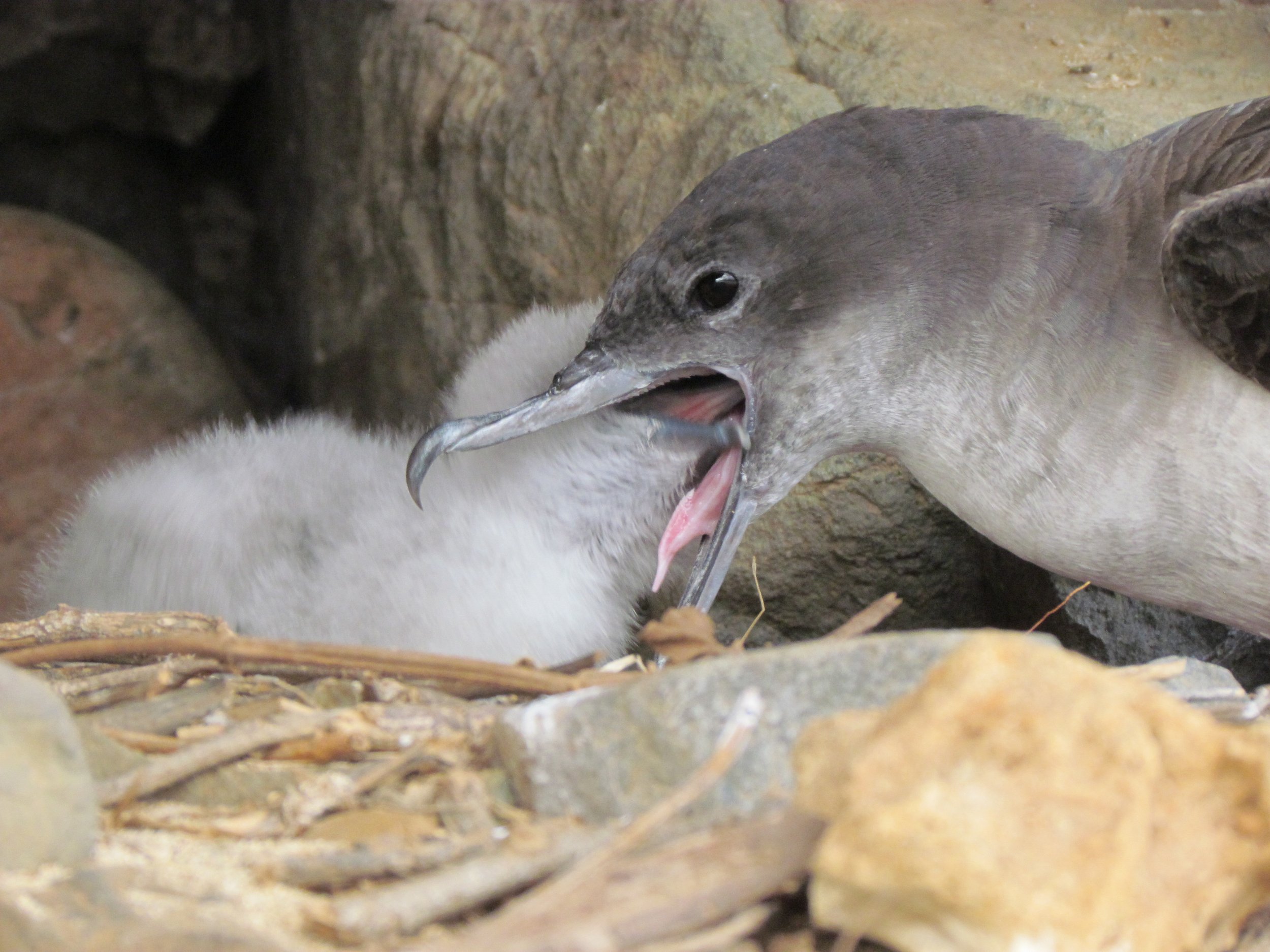 wedge tailed shearwaters on a wildlife tour in Kailua