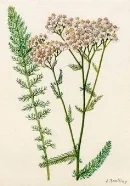 high-yarrow-clipart-19.jpg