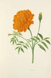 0f4d2b813ee0a003a3df35884e2223f3--calendula-tattoo-marigold-tattoo.jpg