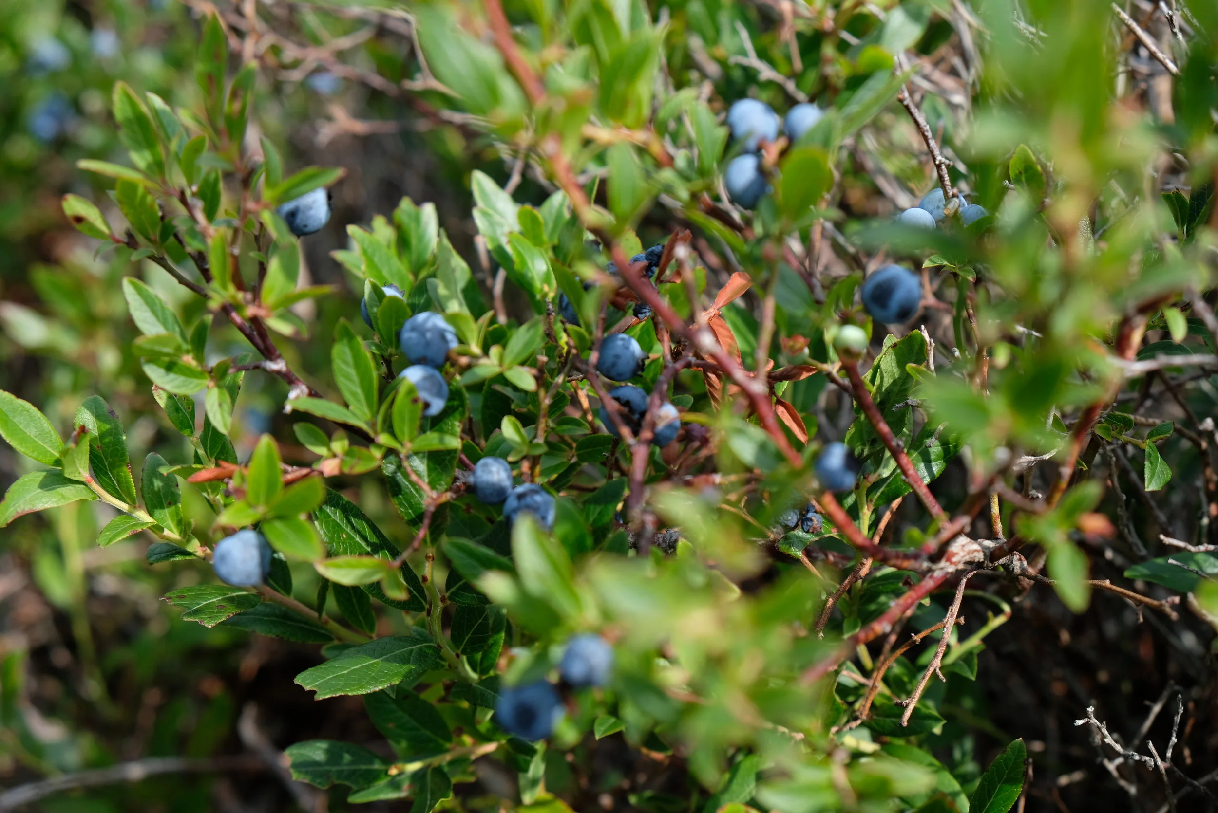 DSCF3819.JPG