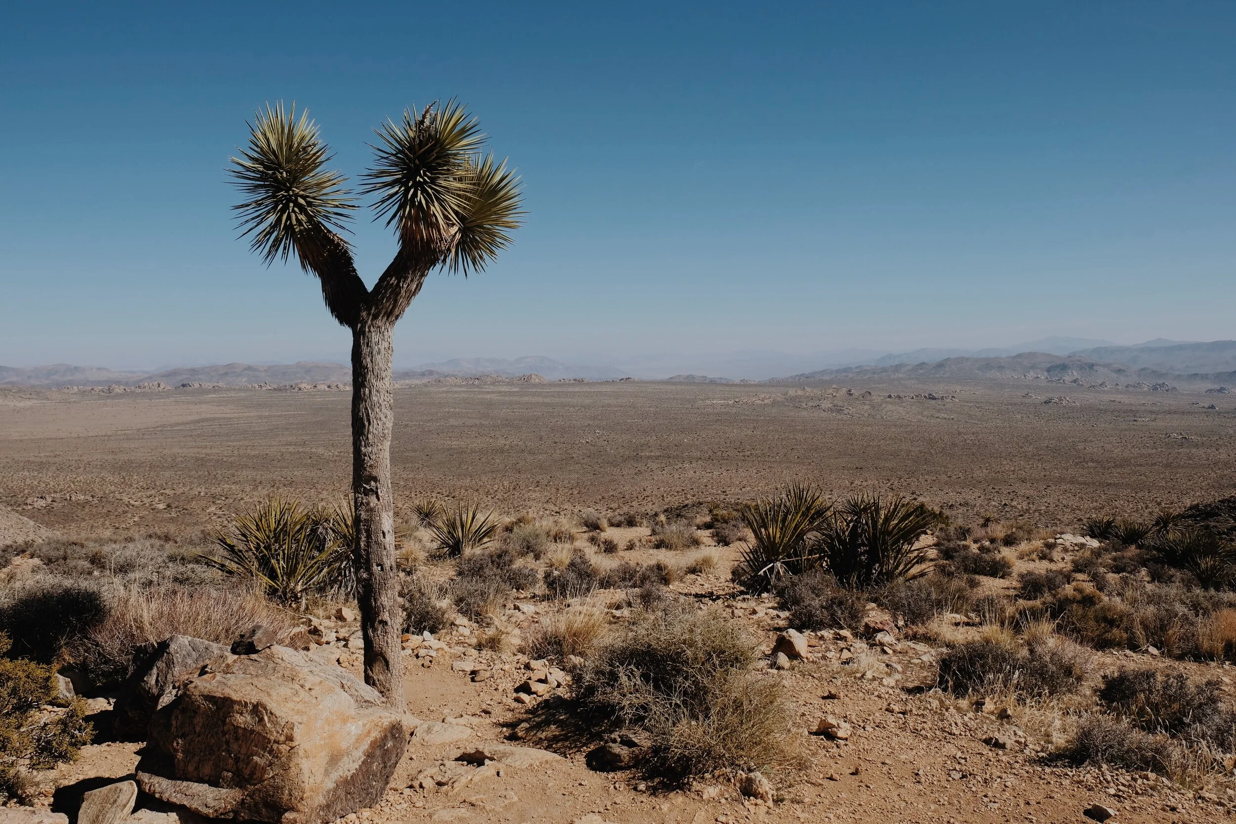 Palm Springs. February 2020