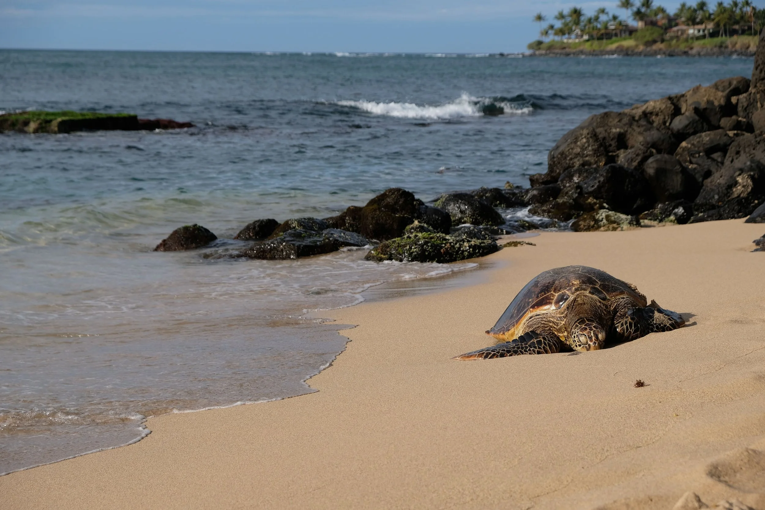 Maui. March 2023