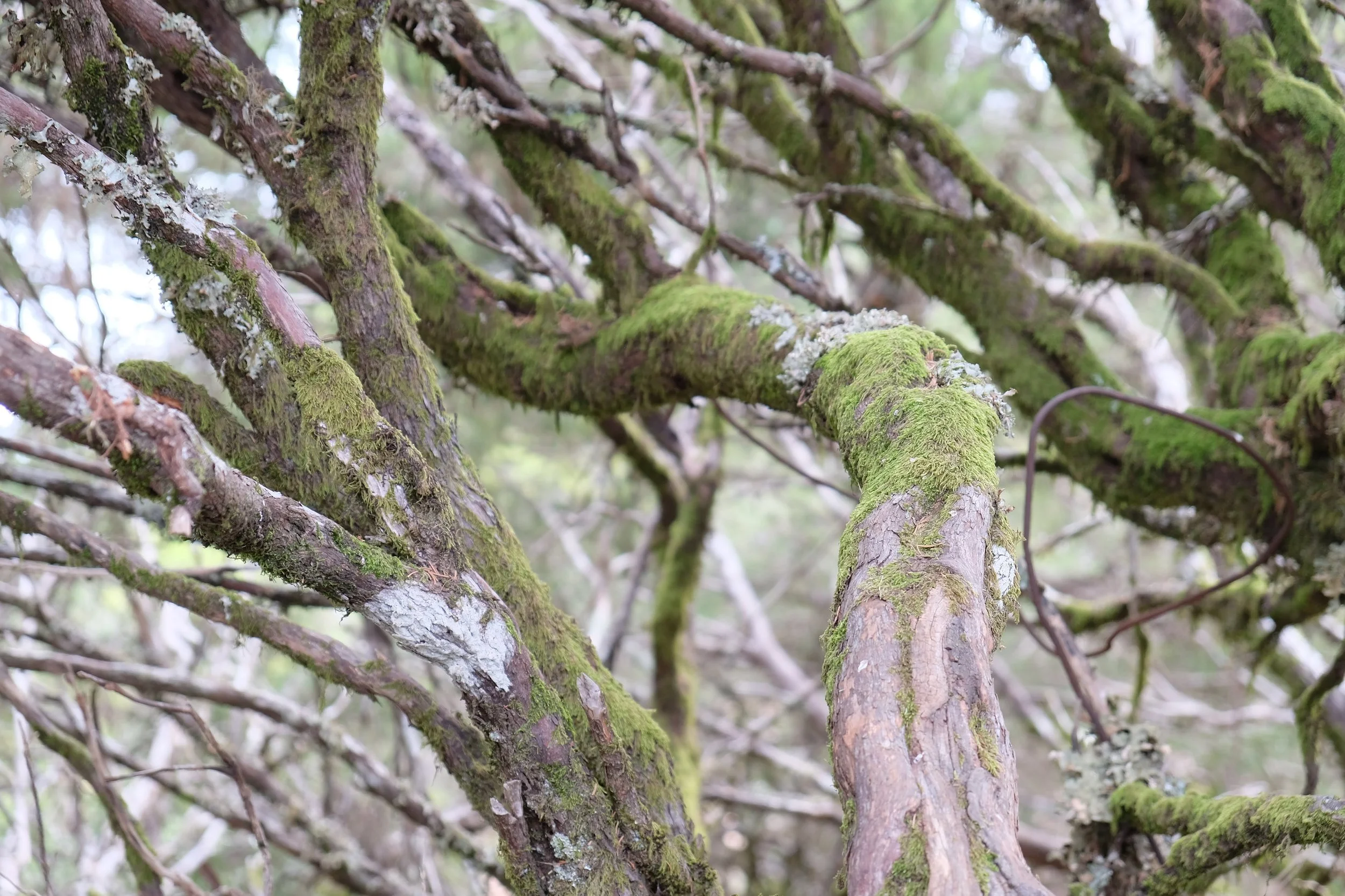 DSCF6518.JPG