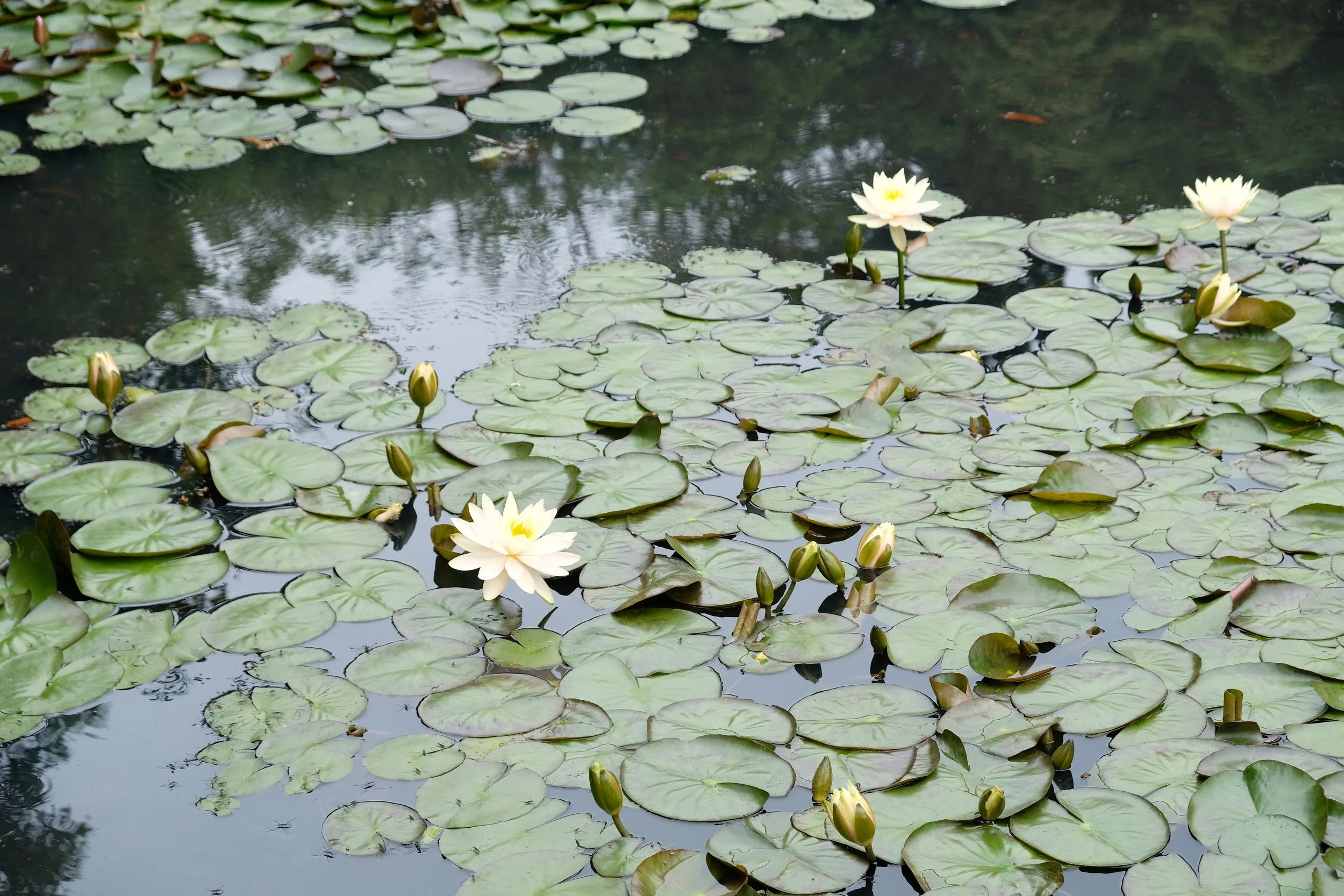 DSCF1021.JPG