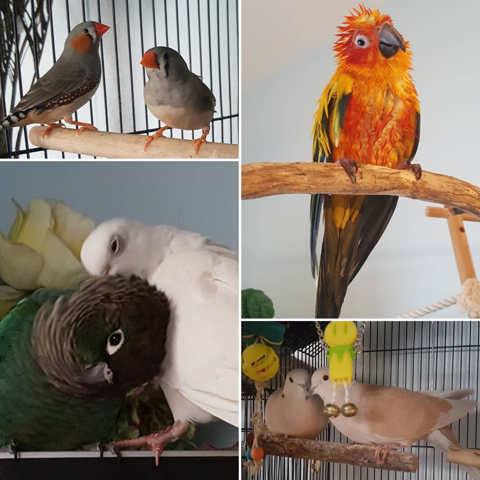 Birds.jpg