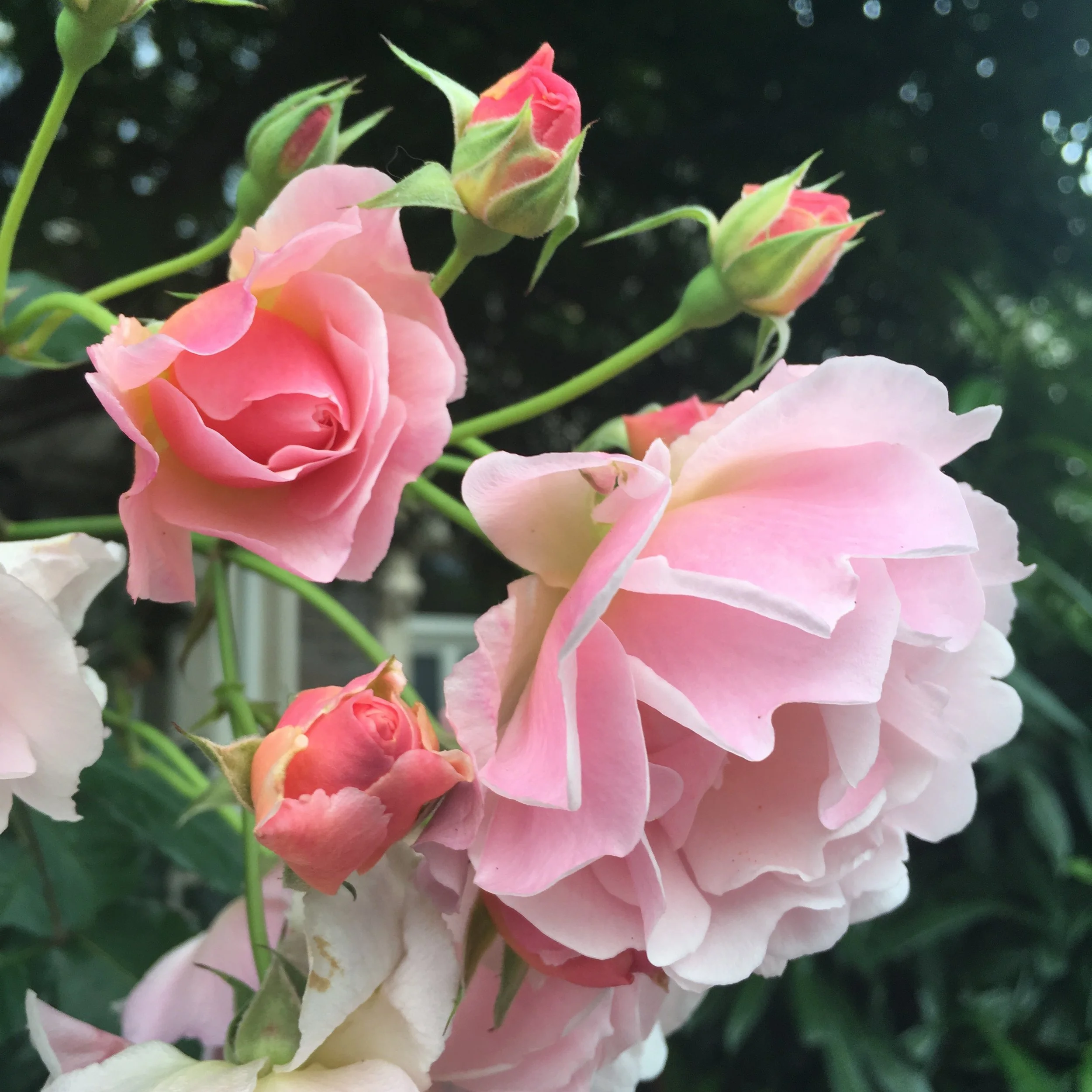 A moment in bloom :: my summer