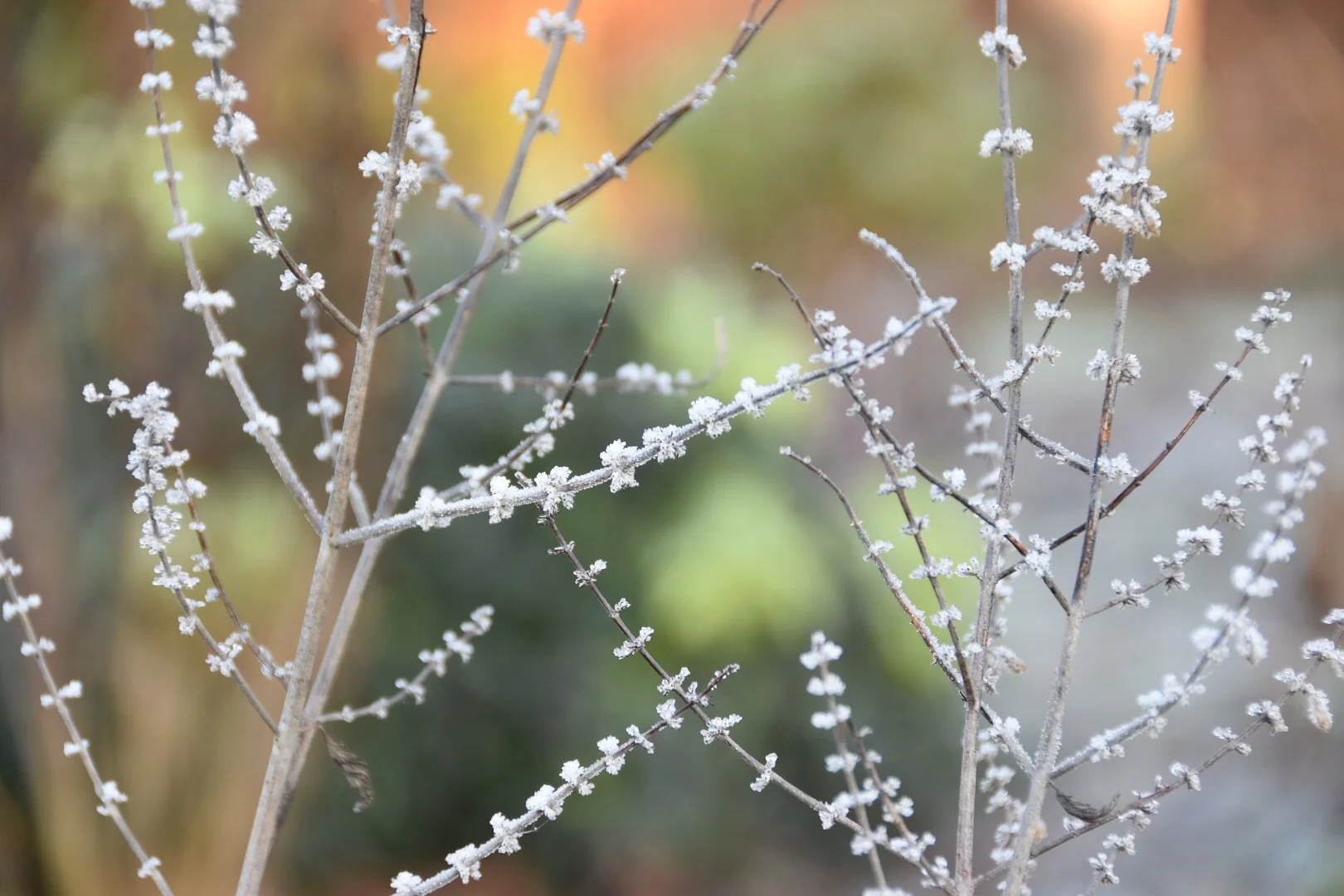 My Winter Manifesto 2017