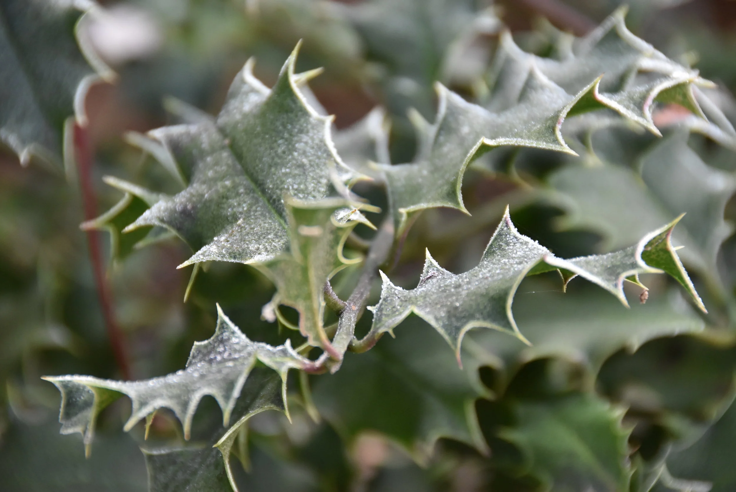 Capturing the details :: Winter