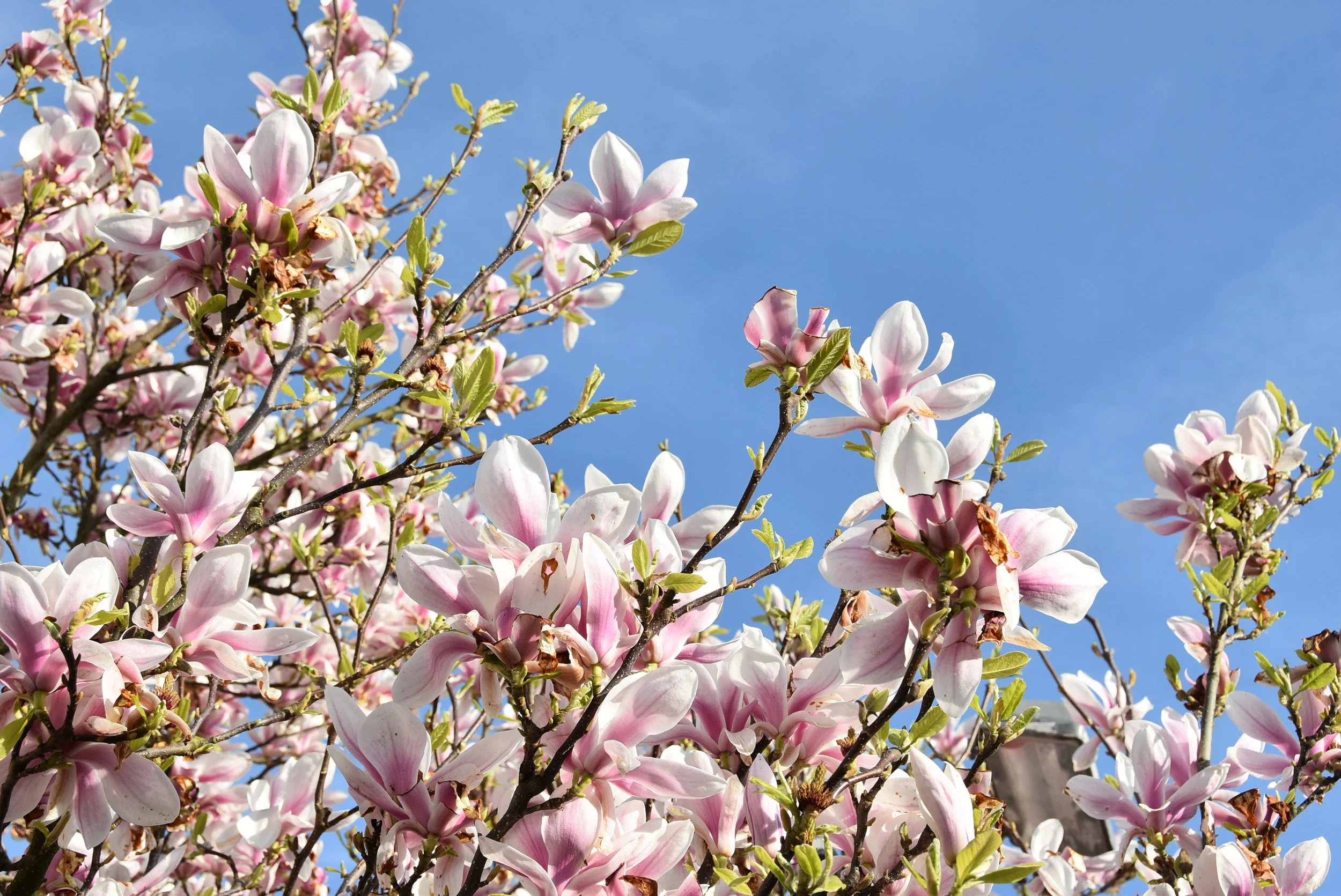 My Spring Manifesto 2017 :: Reflections