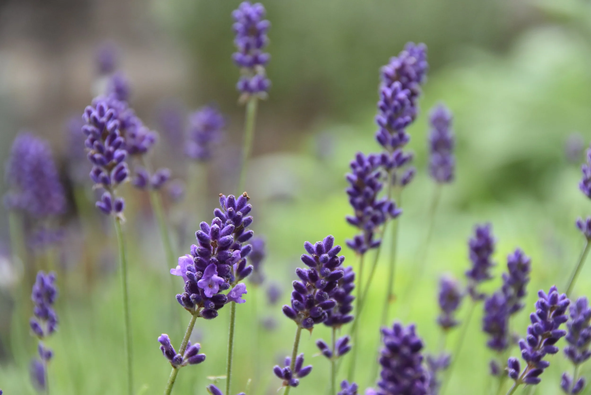 Capturing the Details :: Spring - Mapping my journey of change through images