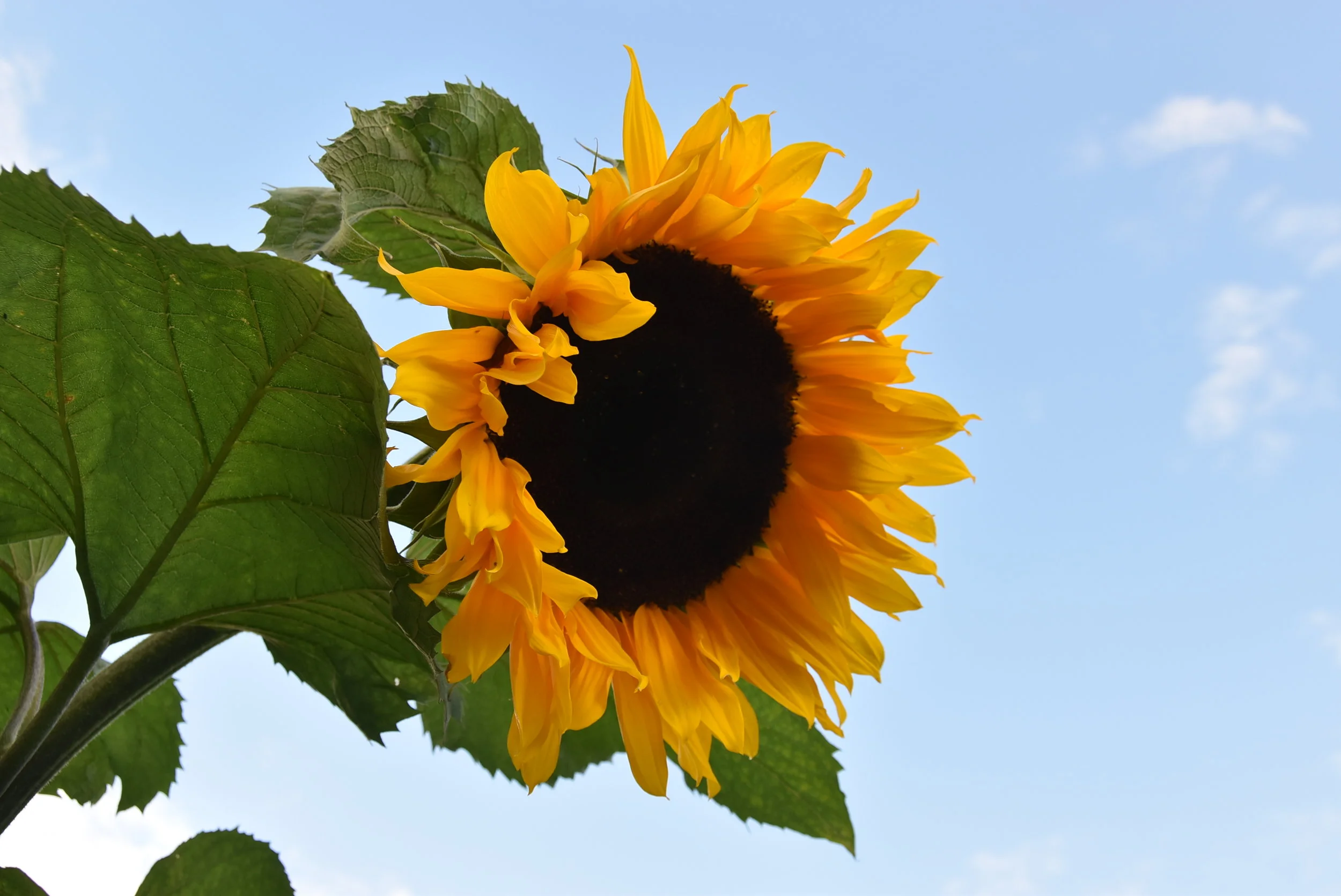 Urban Gardening :: Our summer of gardening projects