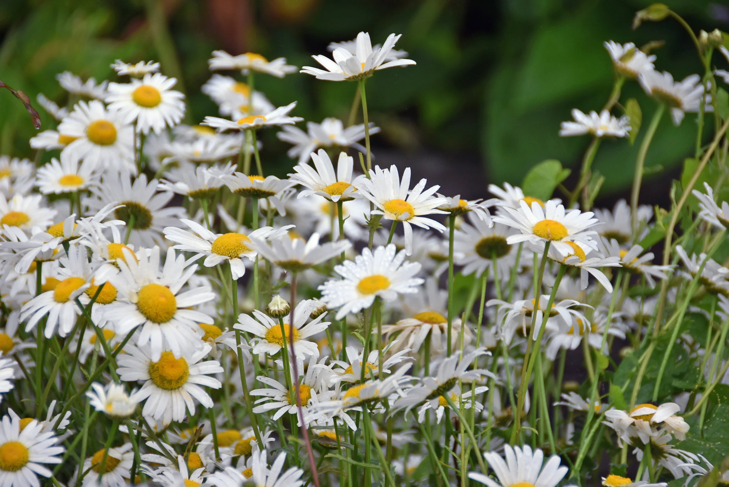 My Summer Manifesto 2017 :: Reflections