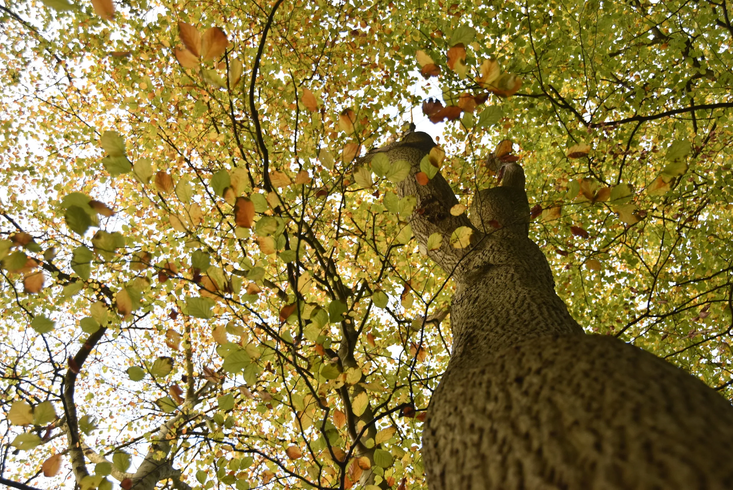 My Autumn Manifesto 2017 :: Reflections