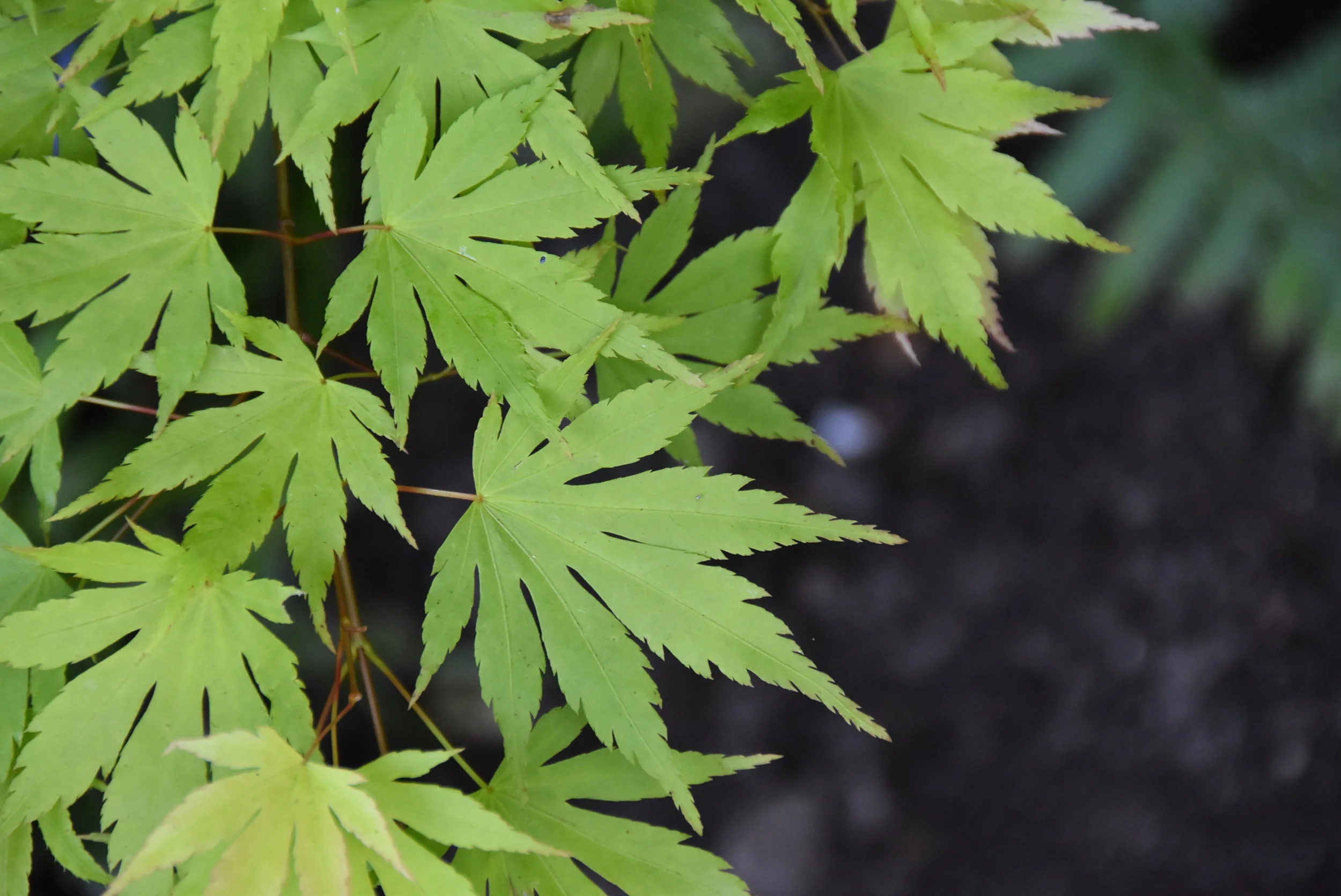 Acer