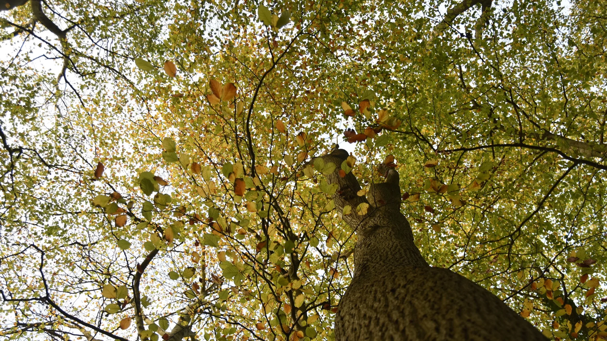 DSC_0155.jpg