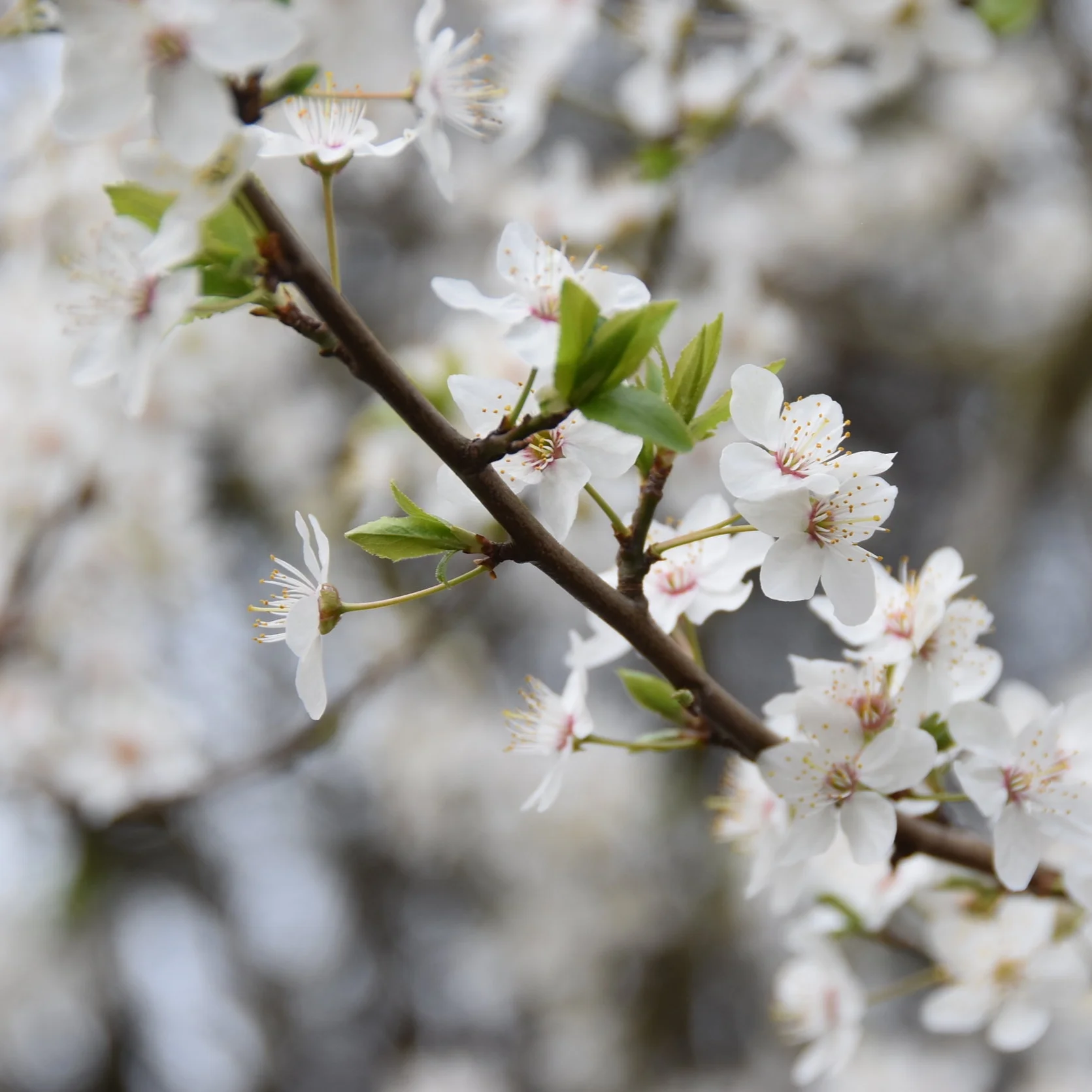 My Seasonal Manifesto  |  Spring 2019