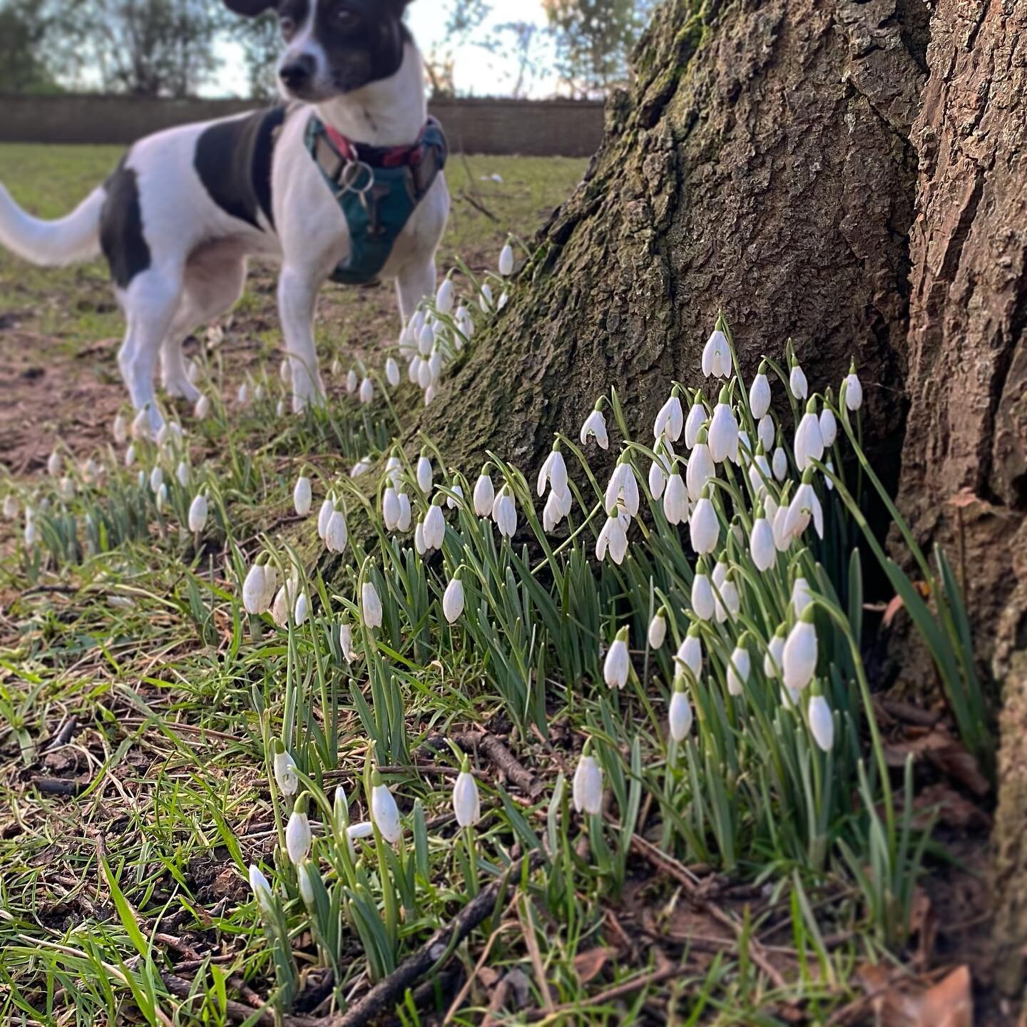 Snowdrops at sunset. 

A gentle walk late afternoon in our local park was exactly what I needed to clear my head. The fresh air, a change of scene and some space to listen to a podcast uninterrupted was just what I needed. The small things can make s