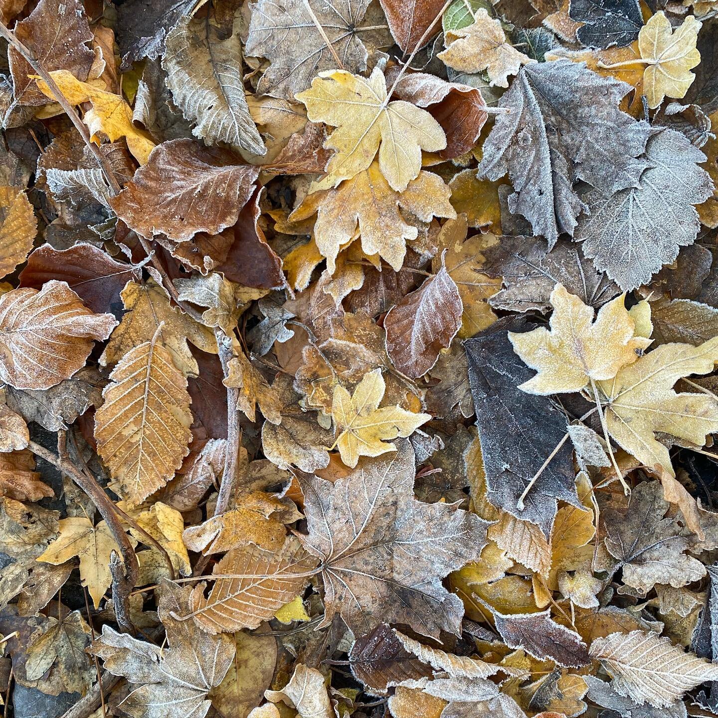 Wintery walks and frosty leaves.

Tucked into the edge of a pavement a beautiful collection of frosted autumnal leaves caught my eye. 

I love noticing the details, taking a moment to pause and appreciating the feeling of the seasons shifting. 

#liv