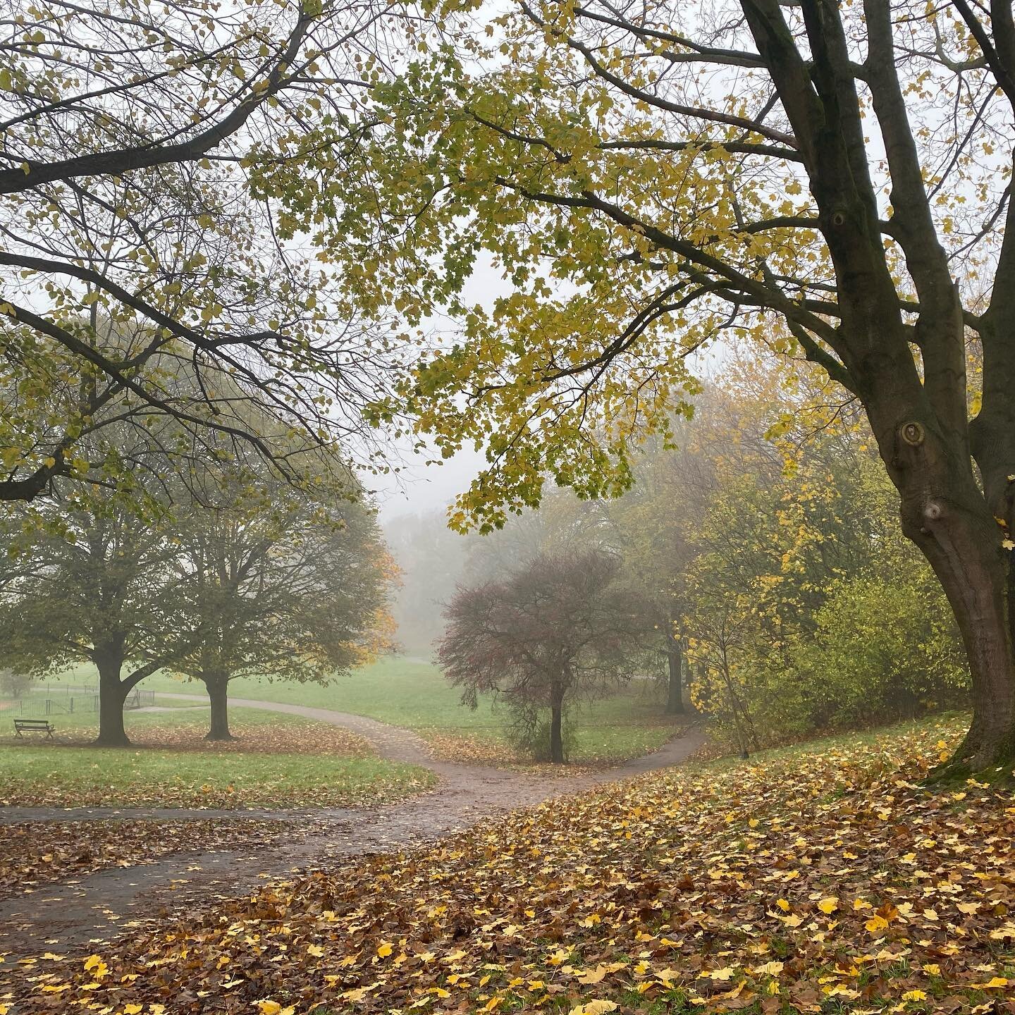 Autumn shifts steadily into winter&hellip;The many colours of autumn leaves are still going strong in our local park, water droplets cling to pine needles, berries glisten, and damp leaves decorate the paths and create bright carpets. 

A third day o