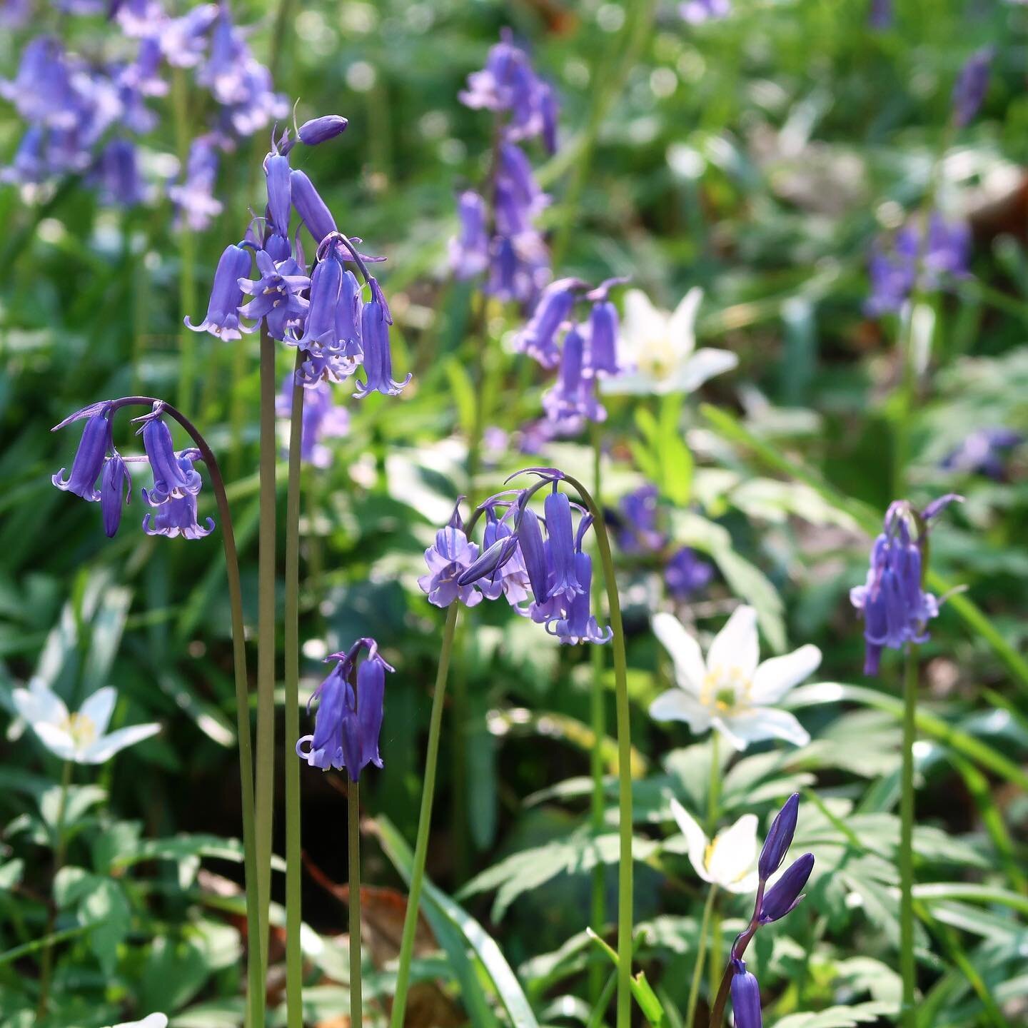 Today is Beltane, or May Day, it&rsquo;s one of my favourite Wheel of the Year festivals. 

A time to celebrate the warmer weather, the greening of the landscape, blossoming trees and plants, the longer days, joy and love. 

Beltane, like other Wheel