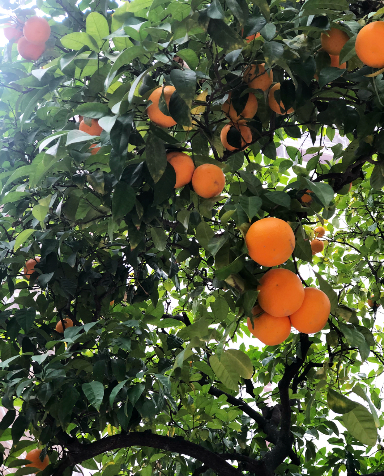 Sumo Oranges Are Easy to Peel and Sweeter Than Clementines