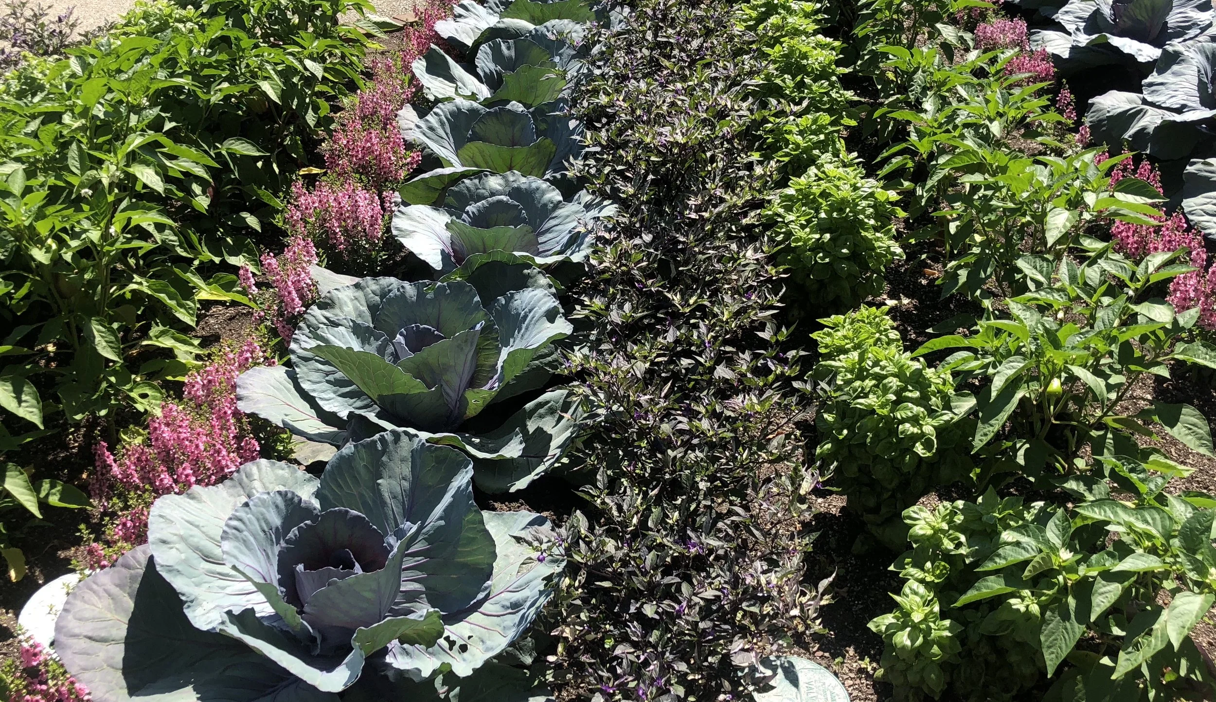 Integrated Pest Management (IPM) 101