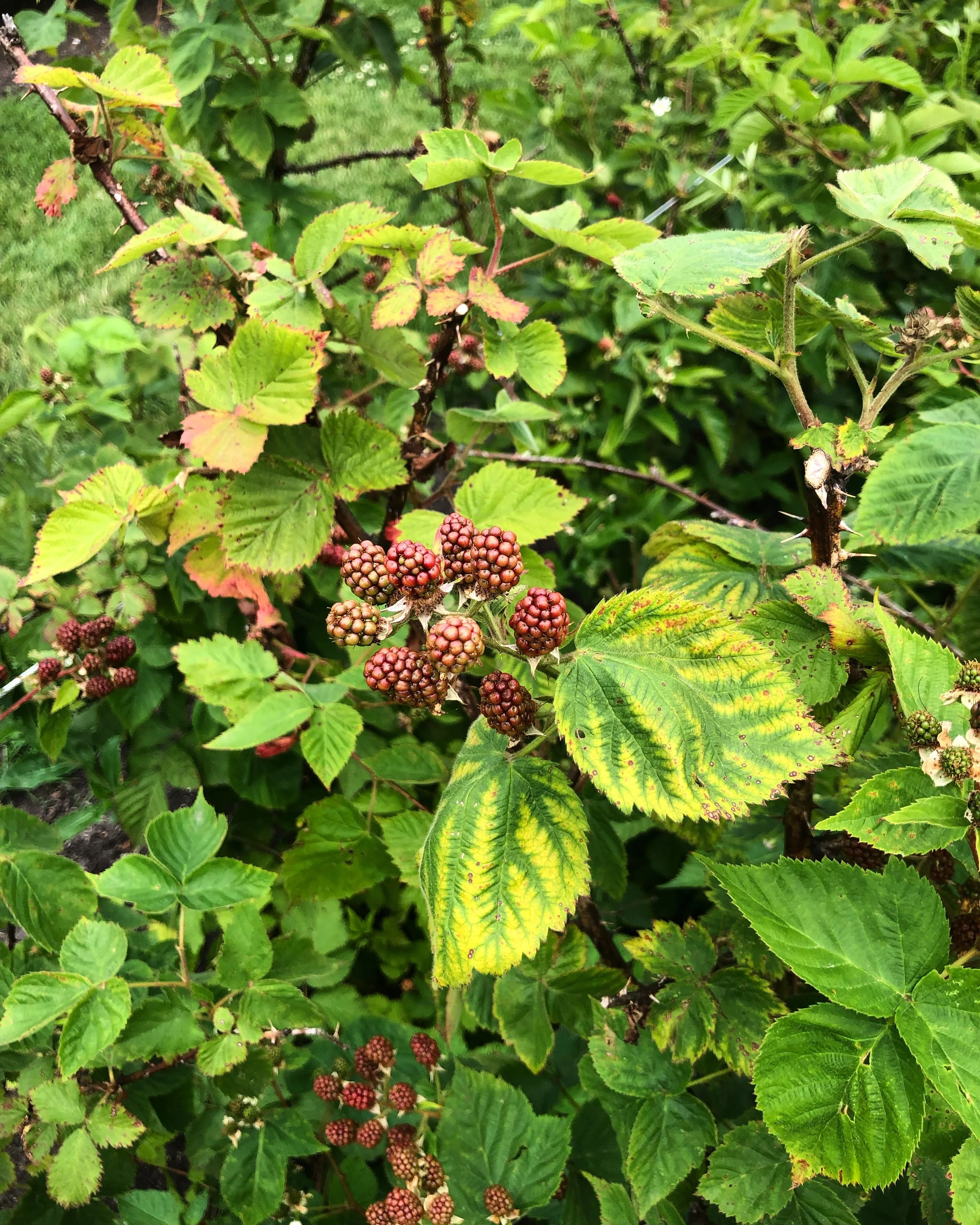 Beginners' Guide to Wintering a Garden 