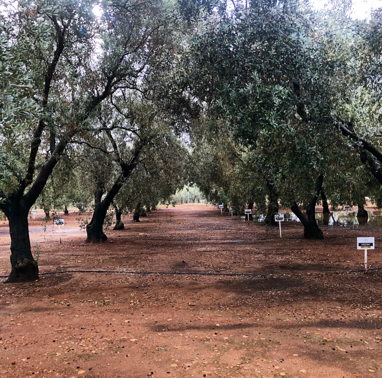 Cooking Oils Sustainability Profile Part II