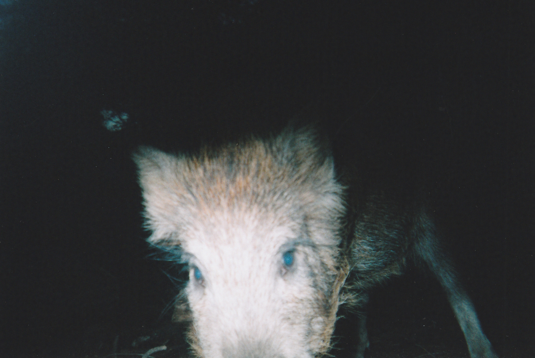 Wild Boar Photos 01.jpg