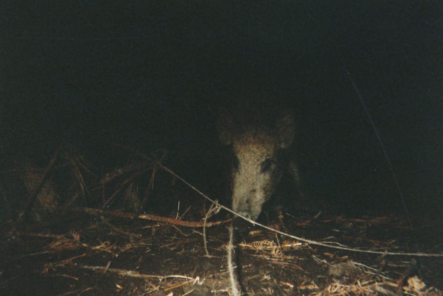 Wild Boar Photos 02.jpg