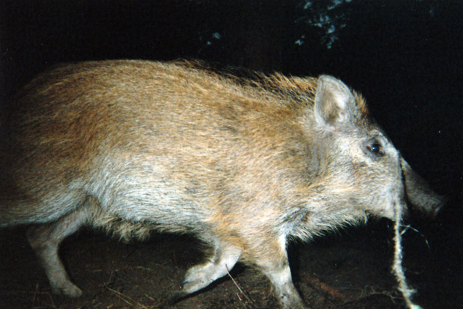 Wild Boar Photos 06.jpg