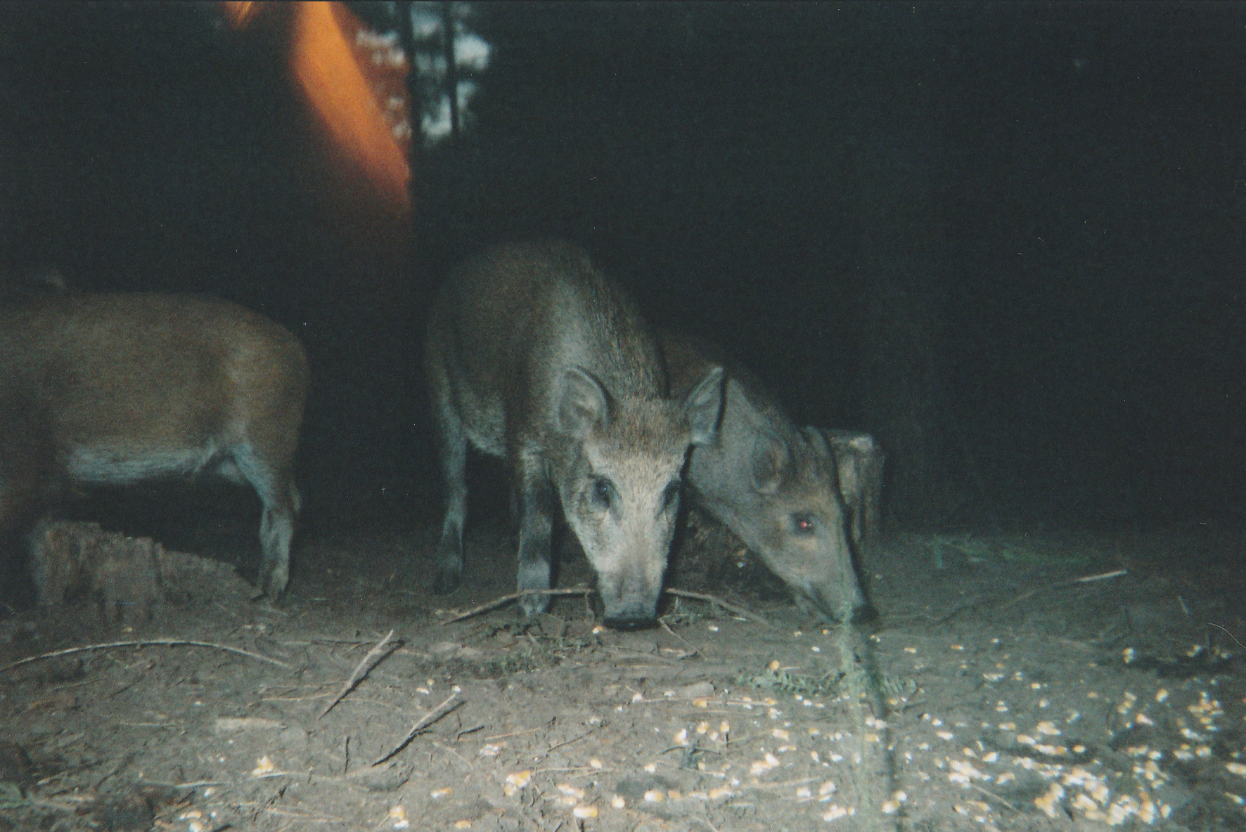 Wild Boar Photos 11.jpg