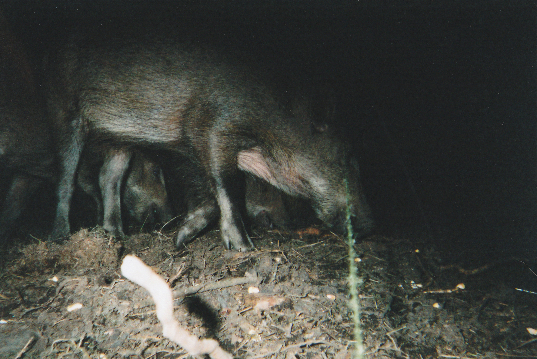 Wild Boar Photos 14.jpg