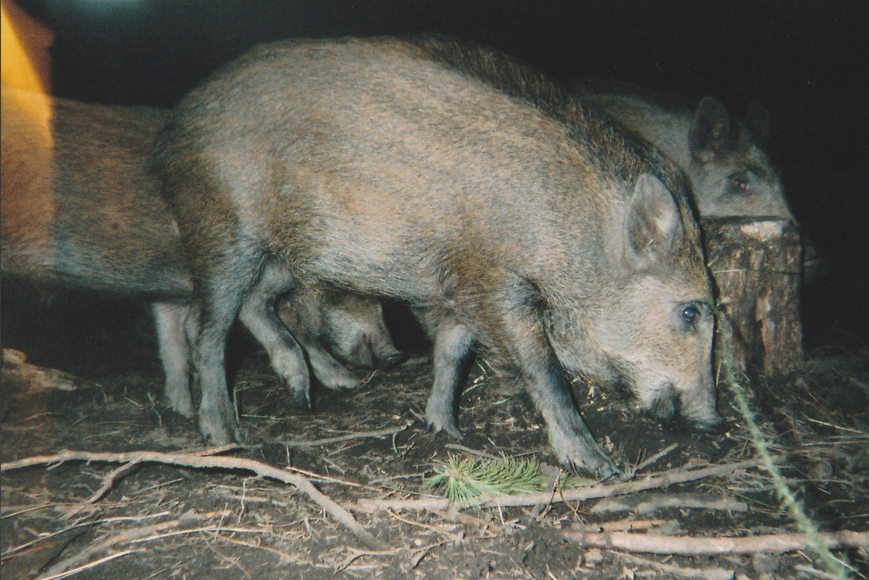 Wild Boar Photos 15.jpg